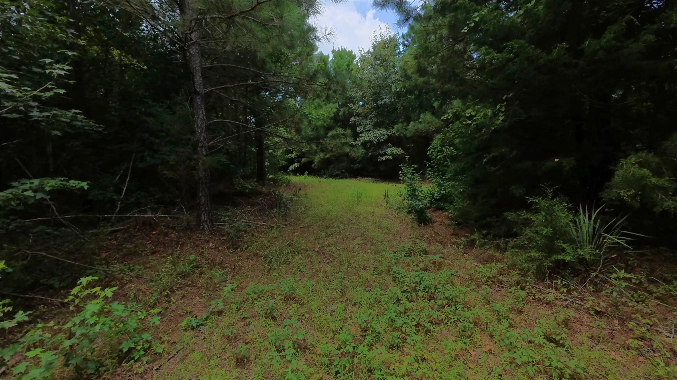 Unimproved Land For Sale in Cass County , TBD CR 1640, Jefferson, Texas 75657, 0, 0, Garage spaces, 0 Sqft, built in 0, Price $168,000, mls#21323599, Real Estate Agent in Jefferson, Homes For Sale in Cass county, Homes For Sale in Jefferson, Realtor in Jefferson Texas, Real Estate Brokerage Independent Realty Texas, Luminita Cordes Realtor