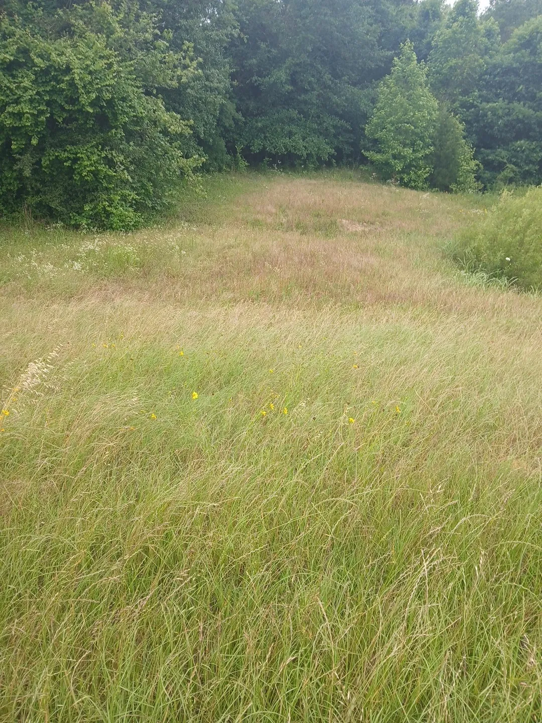 Unimproved Land For Sale in Cass County , TBD CR 1640, Jefferson, Texas 75657, 0, 0, Garage spaces, 0 Sqft, built in 0, Price $168,000, mls#21323599, Real Estate Agent in Jefferson, Homes For Sale in Cass county, Homes For Sale in Jefferson, Realtor in Jefferson Texas, Real Estate Brokerage Independent Realty Texas, Luminita Cordes Realtor
