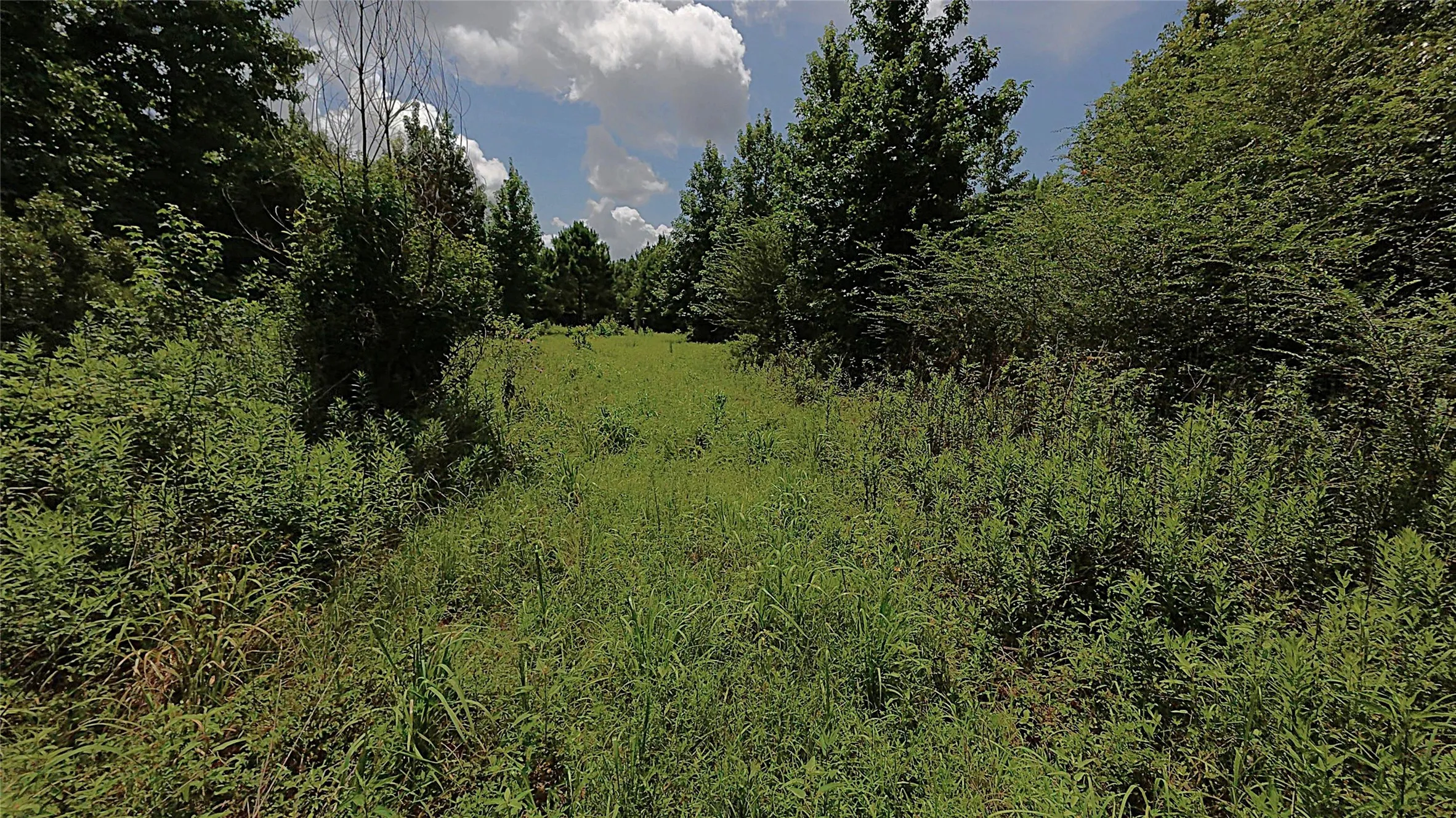 Unimproved Land For Sale in Cass County , TBD CR 1640, Jefferson, Texas 75657, 0, 0, Garage spaces, 0 Sqft, built in 0, Price $168,000, mls#21323599, Real Estate Agent in Jefferson, Homes For Sale in Cass county, Homes For Sale in Jefferson, Realtor in Jefferson Texas, Real Estate Brokerage Independent Realty Texas, Luminita Cordes Realtor