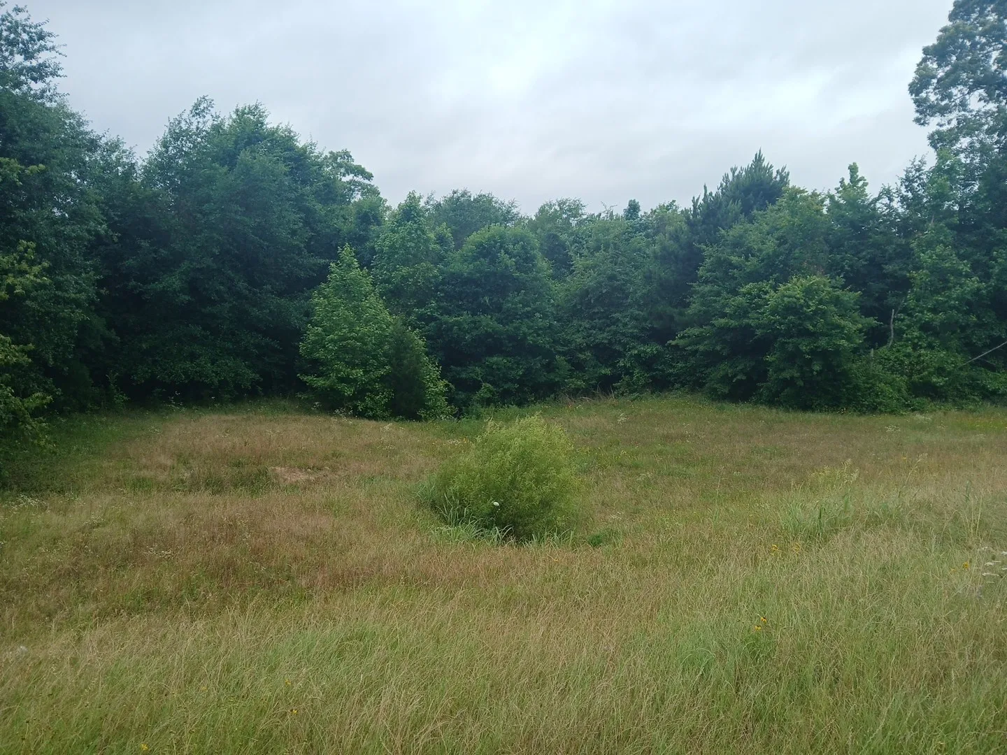 Unimproved Land For Sale in Cass County , TBD CR 1640, Jefferson, Texas 75657, 0, 0, Garage spaces, 0 Sqft, built in 0, Price $168,000, mls#21323599, Real Estate Agent in Jefferson, Homes For Sale in Cass county, Homes For Sale in Jefferson, Realtor in Jefferson Texas, Real Estate Brokerage Independent Realty Texas, Luminita Cordes Realtor