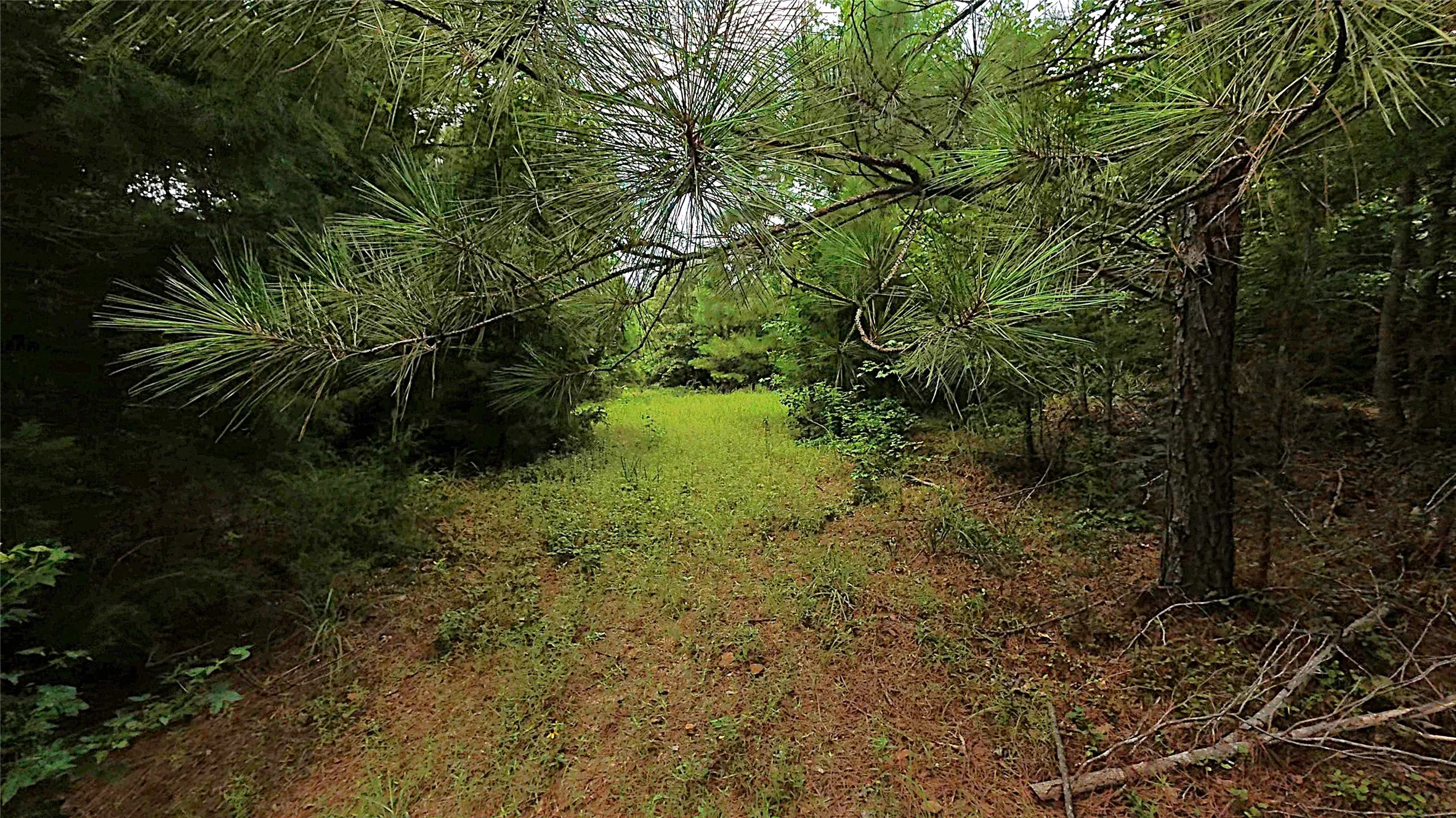 Unimproved Land For Sale in Cass County , TBD CR 1640, Jefferson, Texas 75657, 0, 0, Garage spaces, 0 Sqft, built in 0, Price $168,000, mls#21323599, Real Estate Agent in Jefferson, Homes For Sale in Cass county, Homes For Sale in Jefferson, Realtor in Jefferson Texas, Real Estate Brokerage Independent Realty Texas, Luminita Cordes Realtor