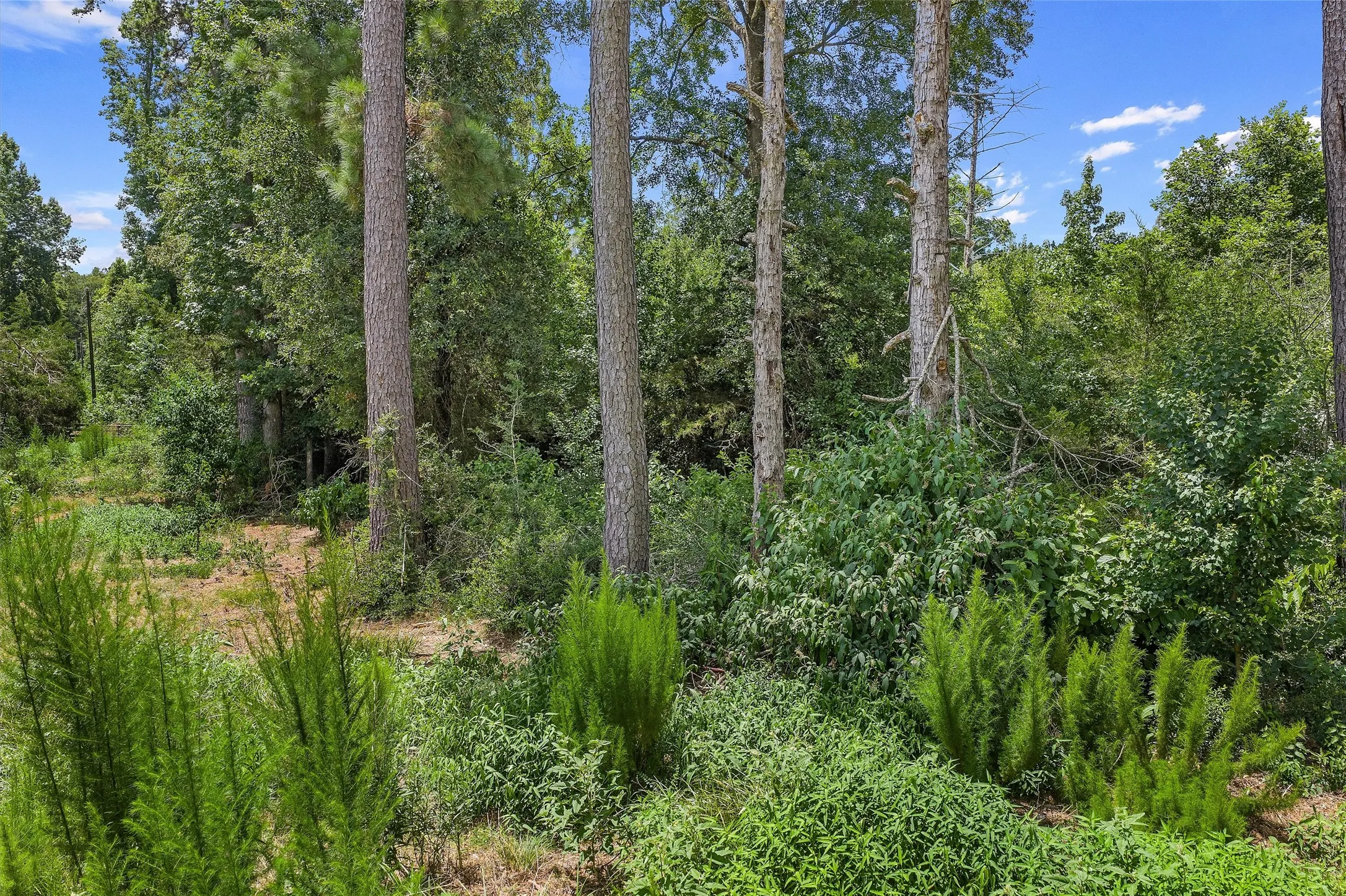 Unimproved Land For Sale in Shelby County , 589 US Highway 84 E, Tenaha, Texas 75974, 0, 0, Garage spaces, 0 Sqft, built in 0, mls#21317768, Real Estate Agent in Tenaha, Homes For Sale in Shelby county, Homes For Sale in Tenaha, Realtor in Tenaha Texas, Real Estate Brokerage Independent Realty Texas, Luminita Cordes Realtor