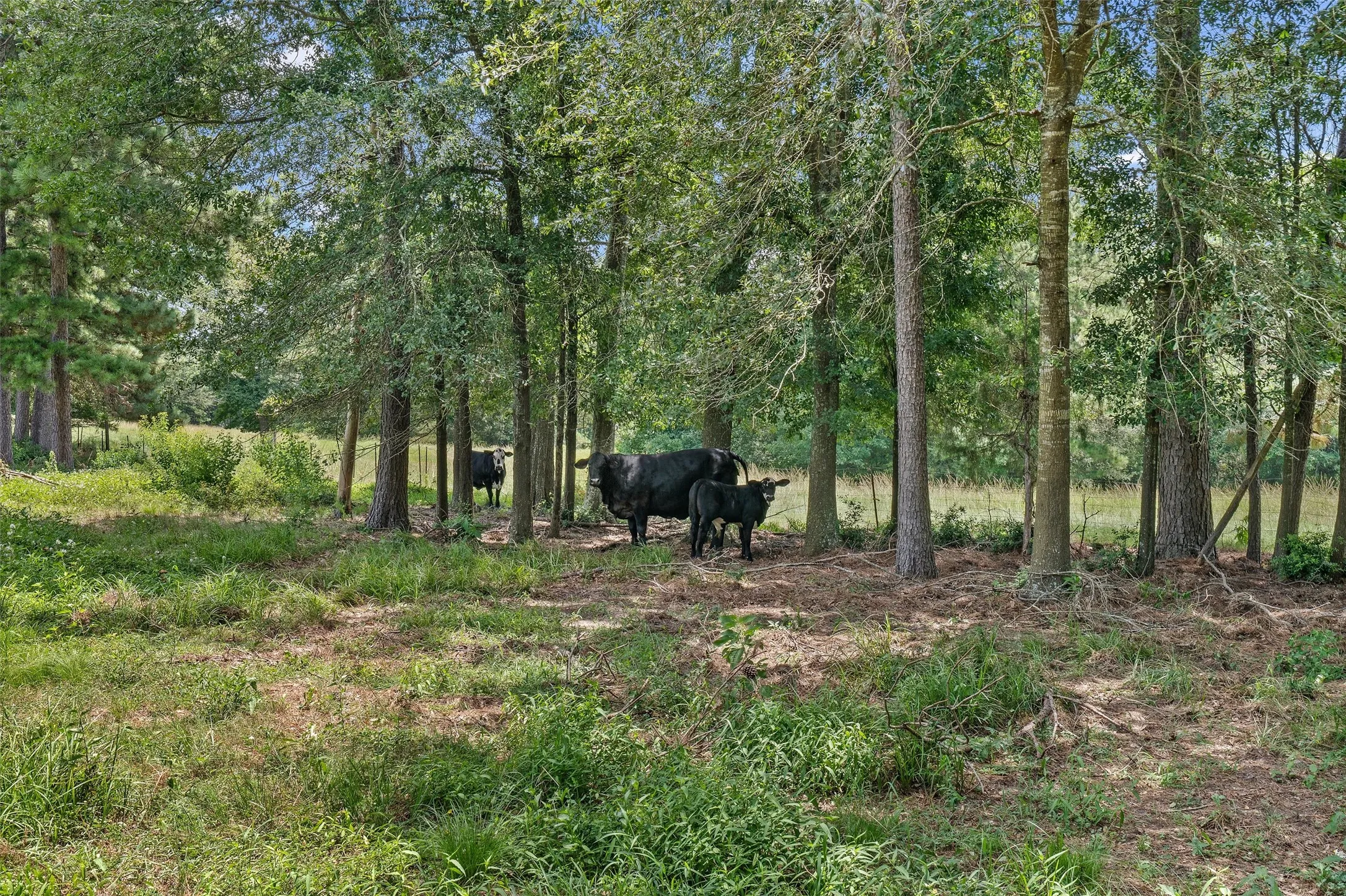 Unimproved Land For Sale in Shelby County , 589 US Highway 84 E, Tenaha, Texas 75974, 0, 0, Garage spaces, 0 Sqft, built in 0, mls#21317768, Real Estate Agent in Tenaha, Homes For Sale in Shelby county, Homes For Sale in Tenaha, Realtor in Tenaha Texas, Real Estate Brokerage Independent Realty Texas, Luminita Cordes Realtor