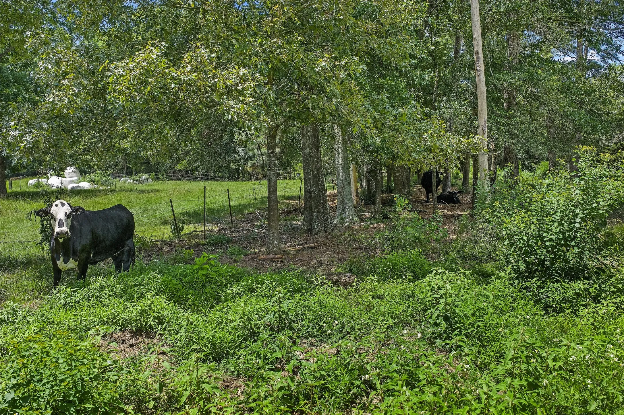Unimproved Land For Sale in Shelby County , 589 US Highway 84 E, Tenaha, Texas 75974, 0, 0, Garage spaces, 0 Sqft, built in 0, mls#21317768, Real Estate Agent in Tenaha, Homes For Sale in Shelby county, Homes For Sale in Tenaha, Realtor in Tenaha Texas, Real Estate Brokerage Independent Realty Texas, Luminita Cordes Realtor