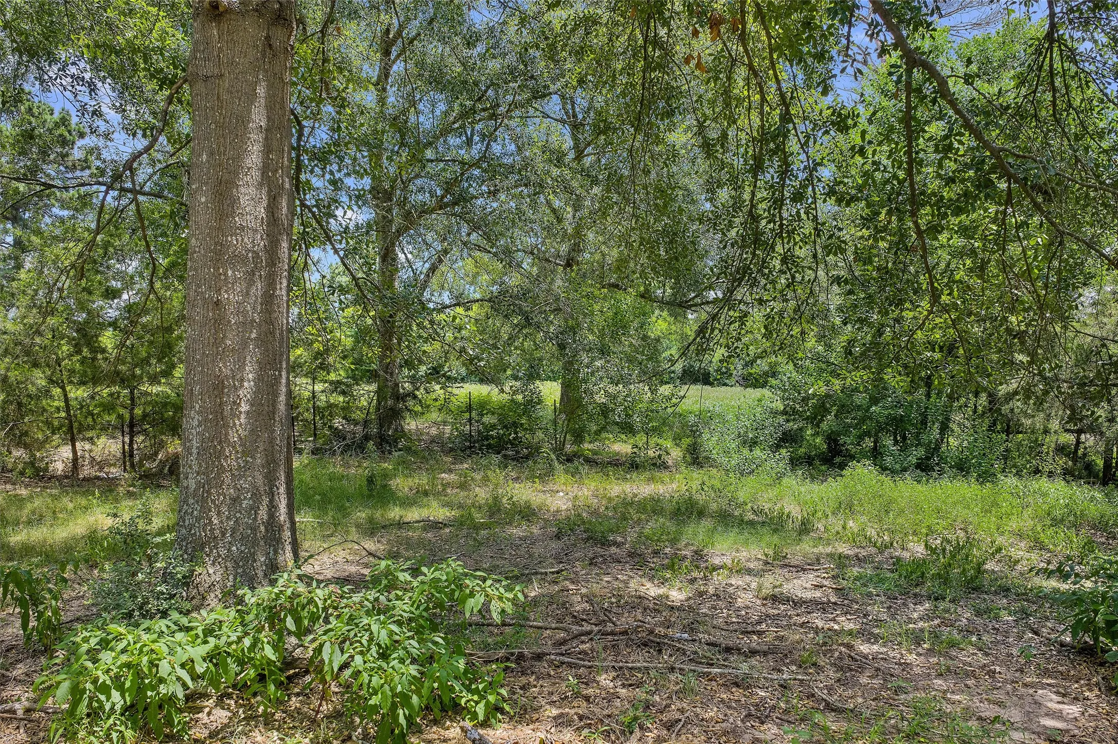 Unimproved Land For Sale in Shelby County , 589 US Highway 84 E, Tenaha, Texas 75974, 0, 0, Garage spaces, 0 Sqft, built in 0, mls#21317768, Real Estate Agent in Tenaha, Homes For Sale in Shelby county, Homes For Sale in Tenaha, Realtor in Tenaha Texas, Real Estate Brokerage Independent Realty Texas, Luminita Cordes Realtor