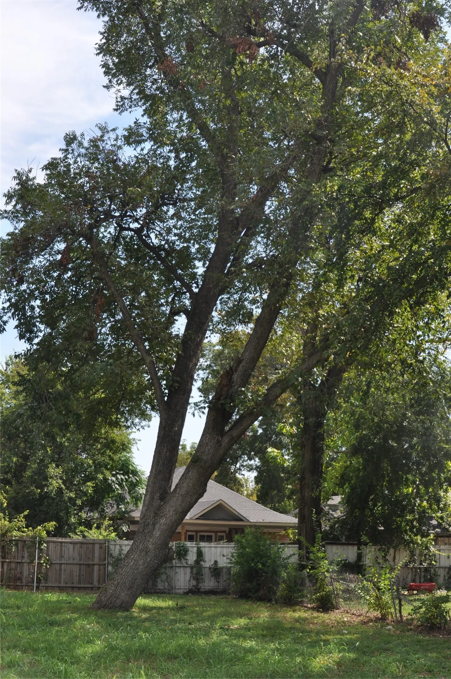 We saved the Pecan Tree