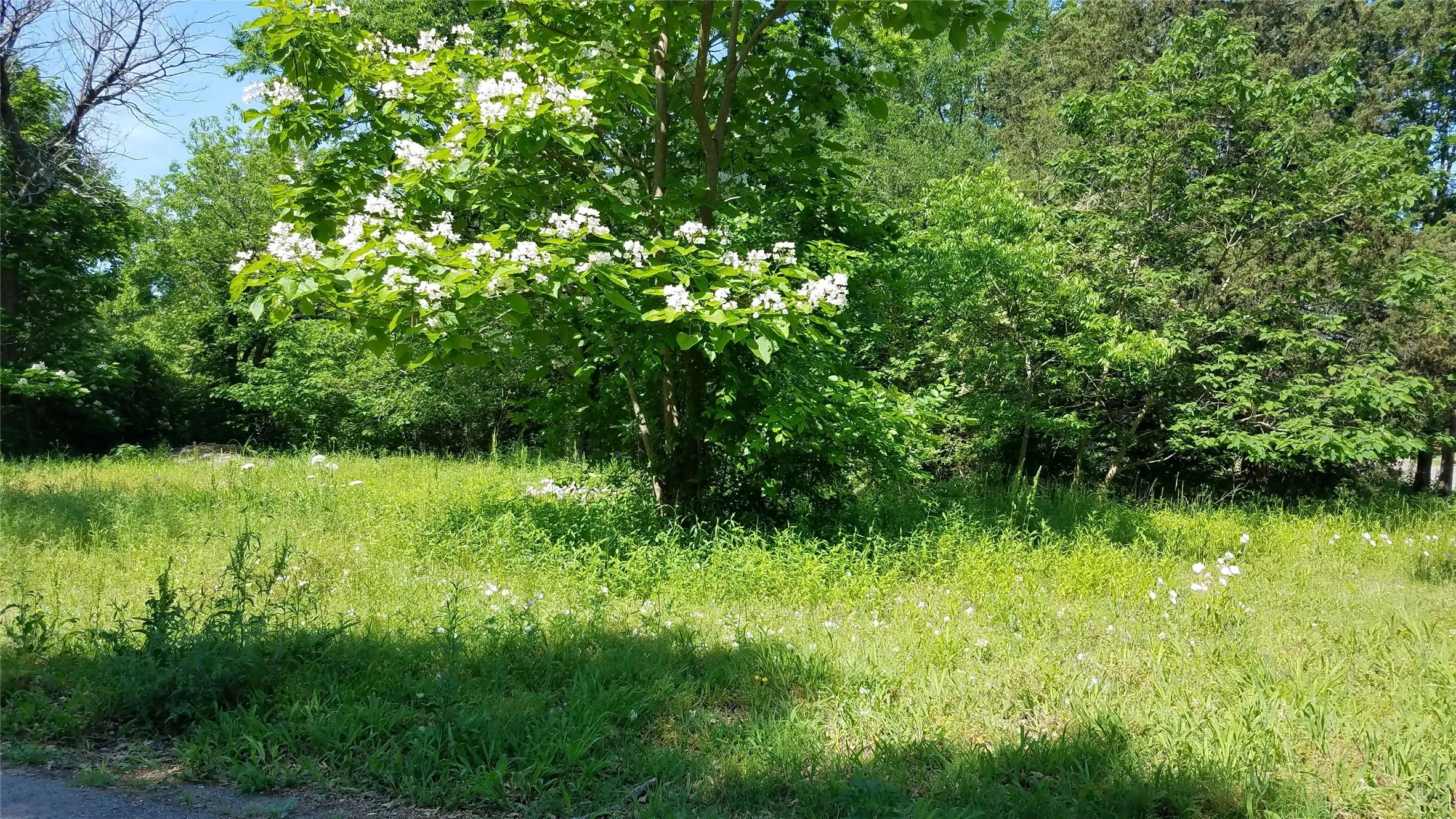 Unimproved Land For Sale in Fannin County , 1609 Kennedy Street, Bonham, Texas 75418, 0, 0, Garage spaces, 0 Sqft, built in 0, Price $34,999, mls#21323889, Real Estate Agent in Bonham, Homes For Sale in Fannin county, Homes For Sale in Bonham, Realtor in Bonham Texas, Real Estate Brokerage Independent Realty Texas, Luminita Cordes Realtor