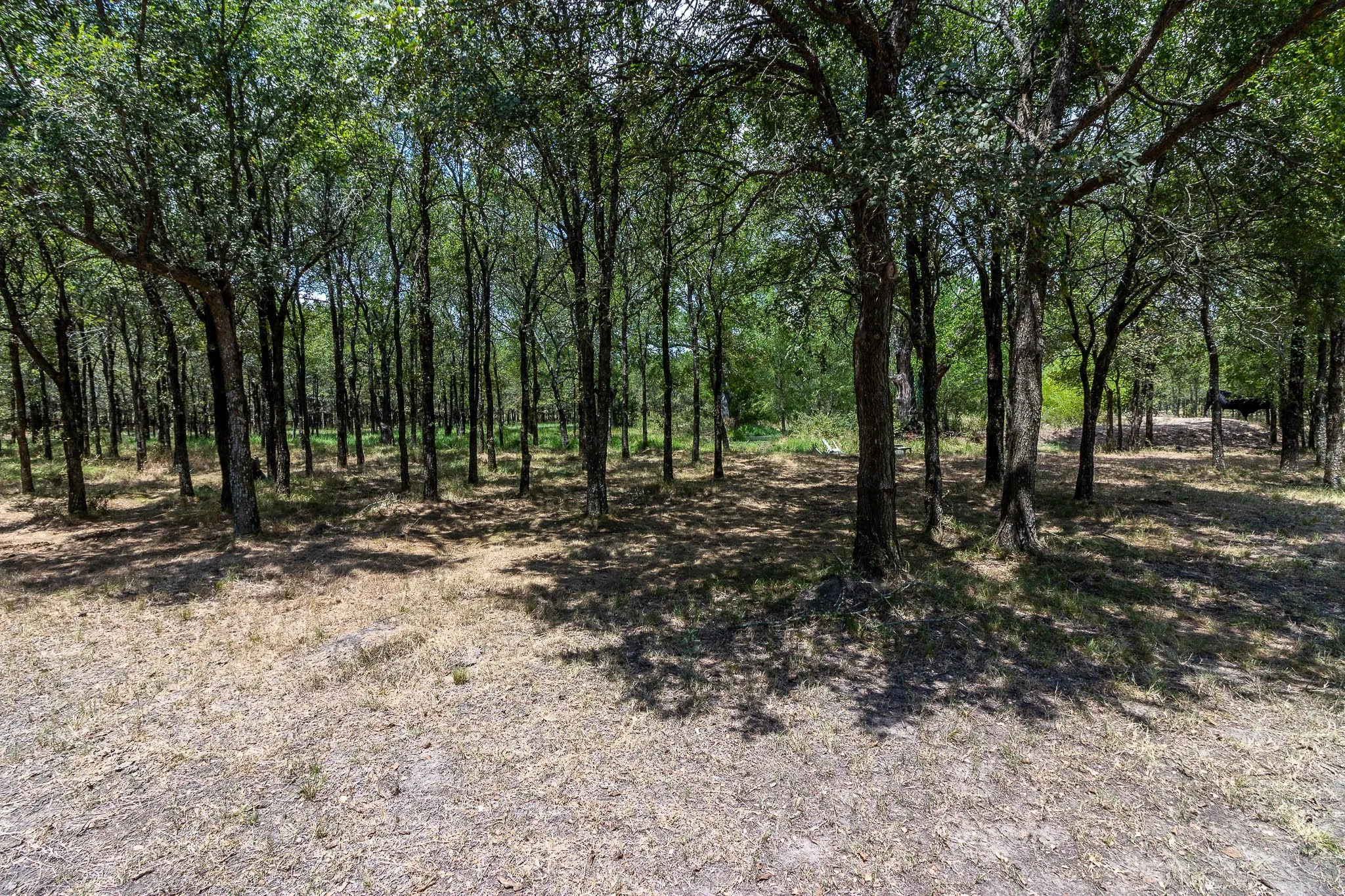 Unimproved Land For Sale in Kaufman County , 0 Co Rd 4076, Scurry, Texas 75158, 0, 0, Garage spaces, 0 Sqft, built in 0, mls#21322470, Real Estate Agent in Scurry, Homes For Sale in Kaufman county, Homes For Sale in Scurry, Realtor in Scurry Texas, Real Estate Brokerage Independent Realty Texas, Luminita Cordes Realtor