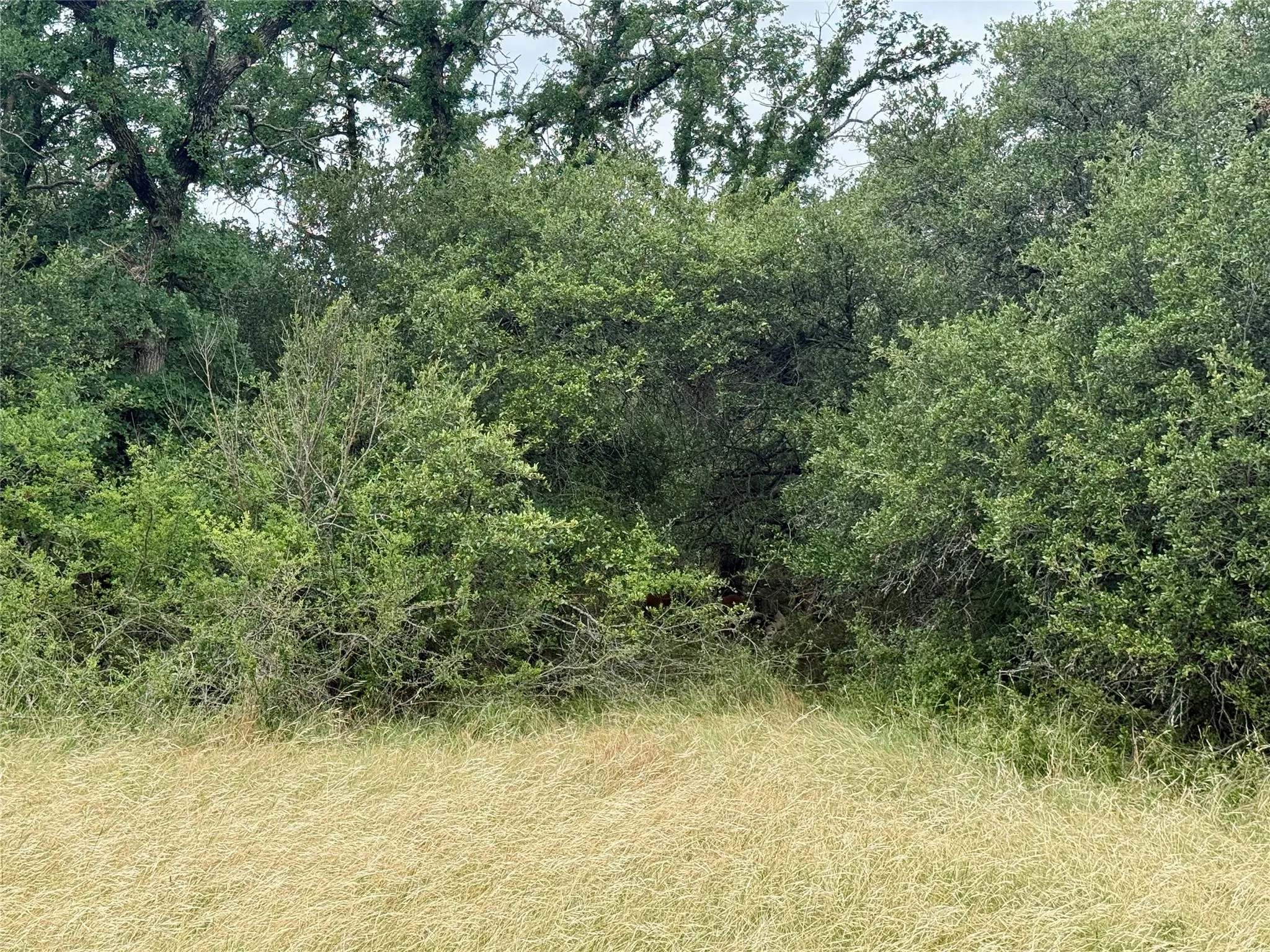Unimproved Land For Sale in Brown County , TBD Hillcrest Drive, Brownwood, Texas 76801, 0, 0, Garage spaces, 0 Sqft, built in 0, Price $59,000, mls#21324024, Real Estate Agent in Brownwood, Homes For Sale in Brown county, Homes For Sale in Brownwood, Realtor in Brownwood Texas, Real Estate Brokerage Independent Realty Texas, Luminita Cordes Realtor