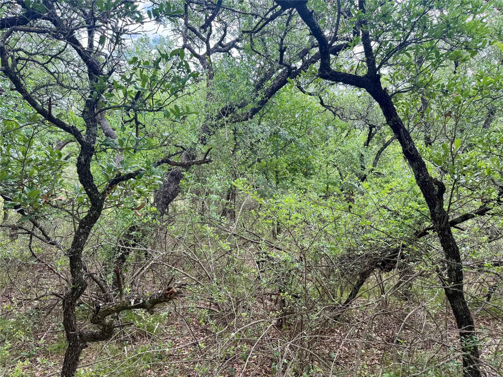 Unimproved Land For Sale in Brown County , TBD Hillcrest Drive, Brownwood, Texas 76801, 0, 0, Garage spaces, 0 Sqft, built in 0, Price $59,000, mls#21324024, Real Estate Agent in Brownwood, Homes For Sale in Brown county, Homes For Sale in Brownwood, Realtor in Brownwood Texas, Real Estate Brokerage Independent Realty Texas, Luminita Cordes Realtor