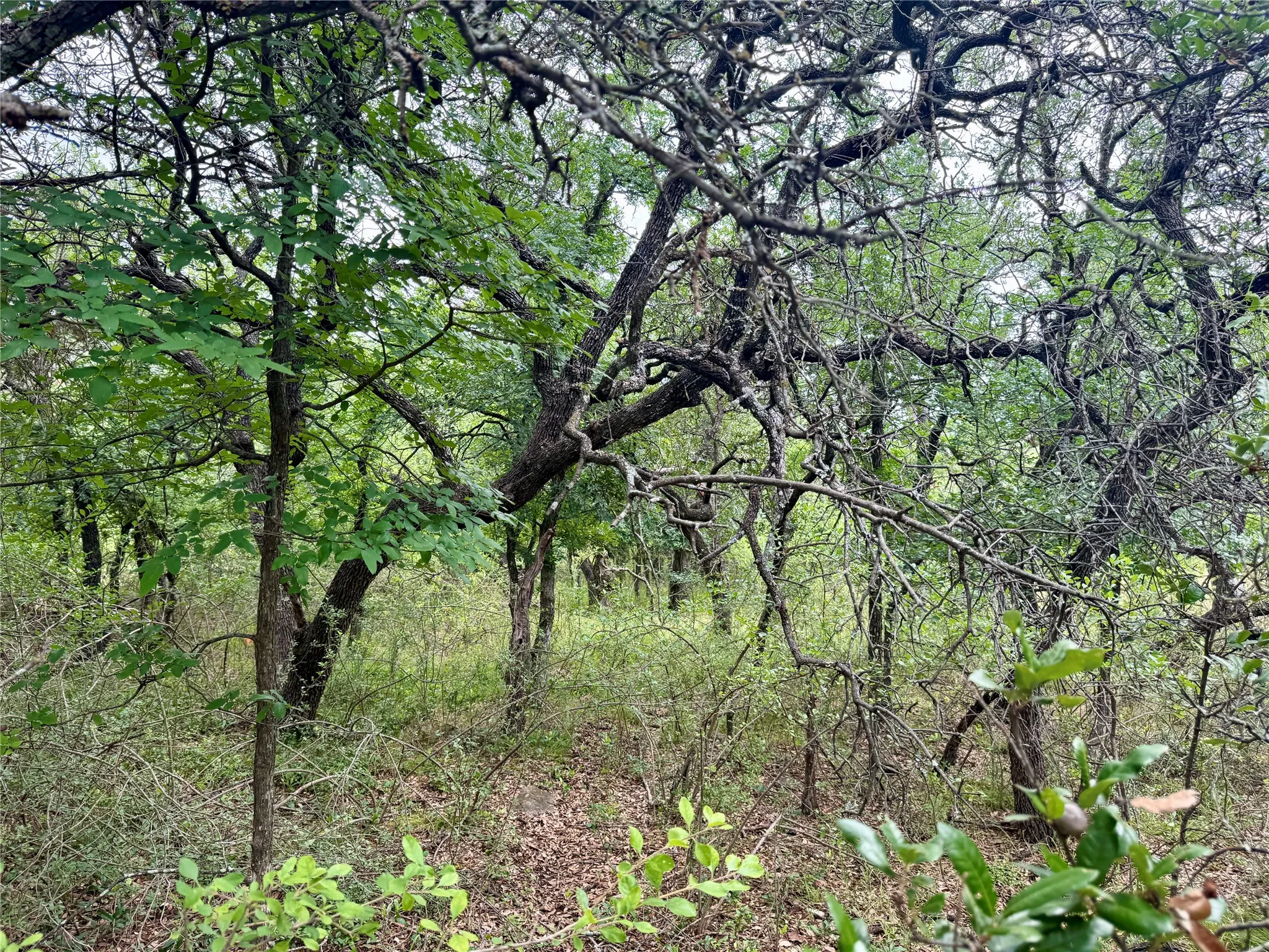 Unimproved Land For Sale in Brown County , TBD Hillcrest Drive, Brownwood, Texas 76801, 0, 0, Garage spaces, 0 Sqft, built in 0, Price $59,000, mls#21324024, Real Estate Agent in Brownwood, Homes For Sale in Brown county, Homes For Sale in Brownwood, Realtor in Brownwood Texas, Real Estate Brokerage Independent Realty Texas, Luminita Cordes Realtor