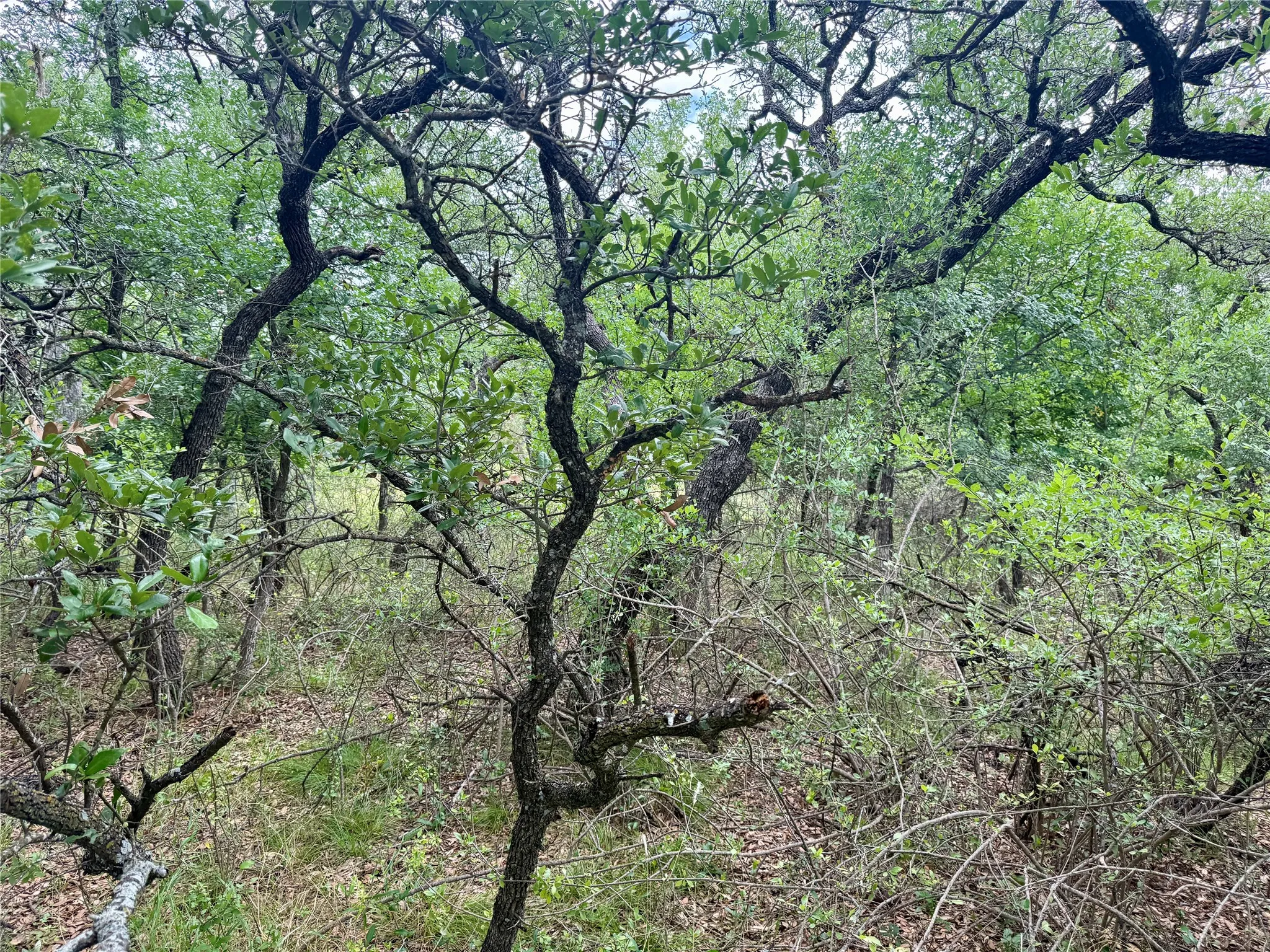 Unimproved Land For Sale in Brown County , TBD Hillcrest Drive, Brownwood, Texas 76801, 0, 0, Garage spaces, 0 Sqft, built in 0, Price $59,000, mls#21324024, Real Estate Agent in Brownwood, Homes For Sale in Brown county, Homes For Sale in Brownwood, Realtor in Brownwood Texas, Real Estate Brokerage Independent Realty Texas, Luminita Cordes Realtor