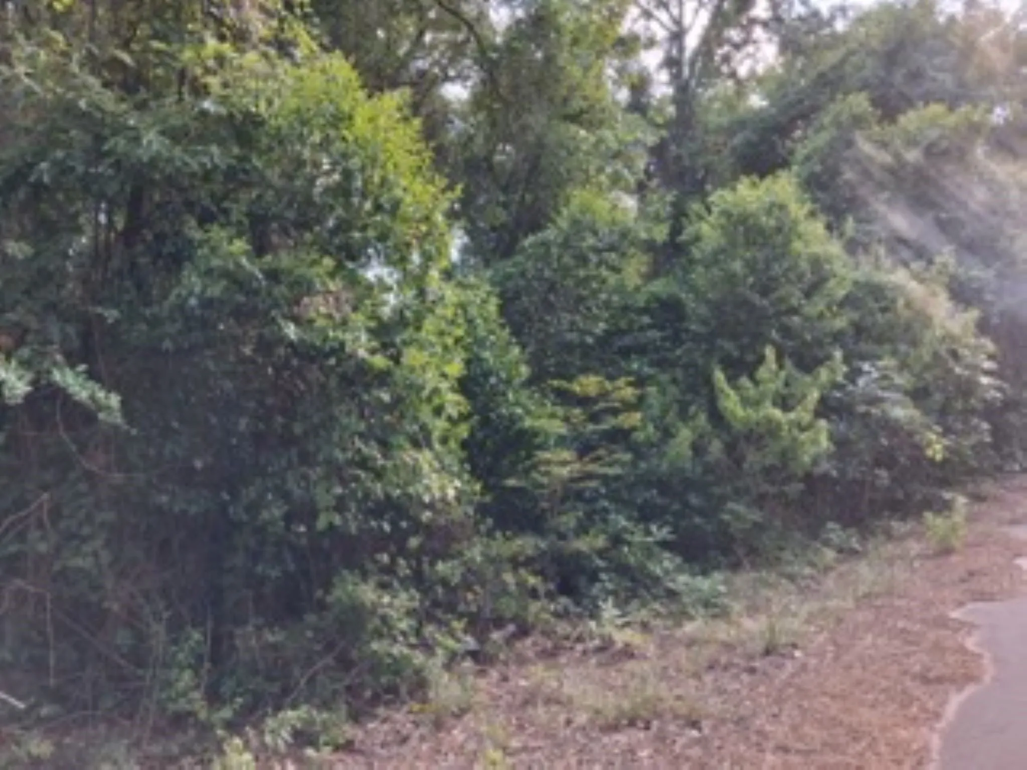 1.06 acre heavily treed lot