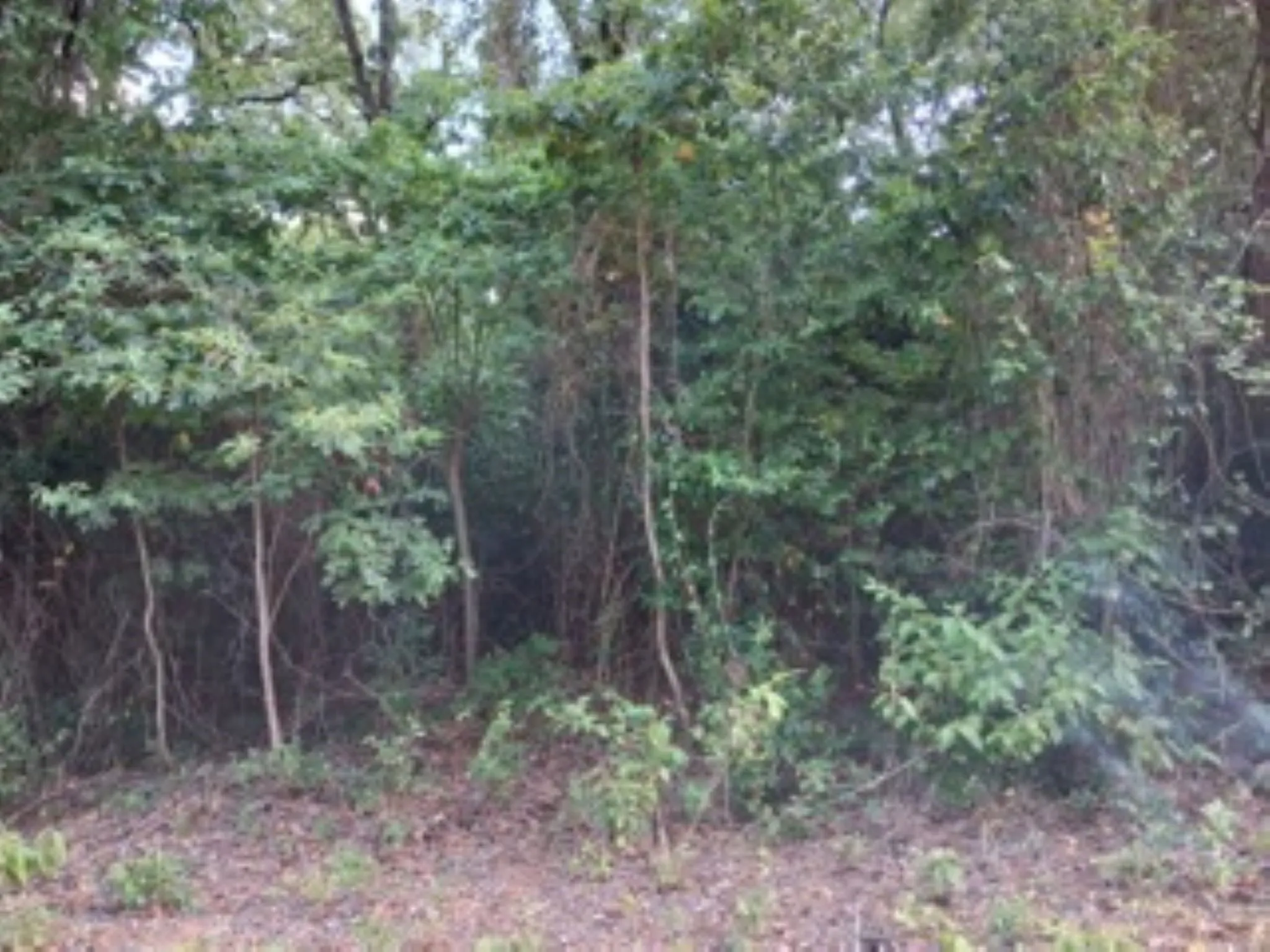 Great variety of trees on the lot