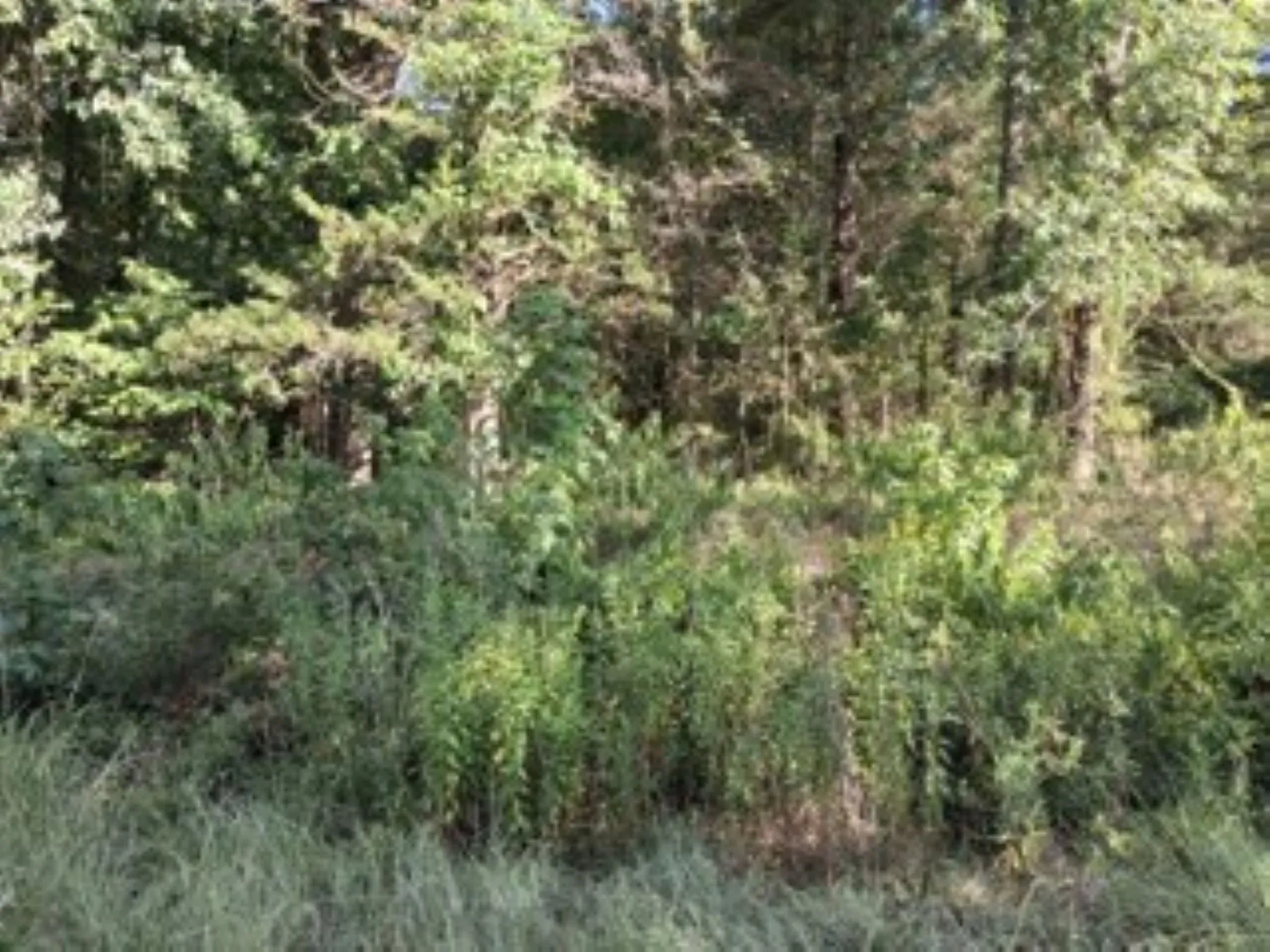 Many types of trees on the property