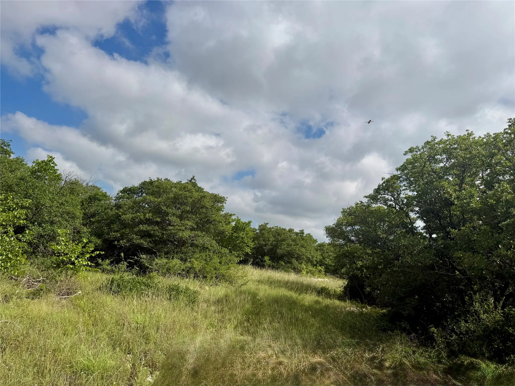 Unimproved Land For Sale in Coleman County , 1315 County Road 419, Coleman, Texas 76834, 0, 0, Garage spaces, 0 Sqft, built in 0, Price $125,000, mls#21324163, Real Estate Agent in Coleman, Homes For Sale in Coleman county, Homes For Sale in Coleman, Realtor in Coleman Texas, Real Estate Brokerage Independent Realty Texas, Luminita Cordes Realtor