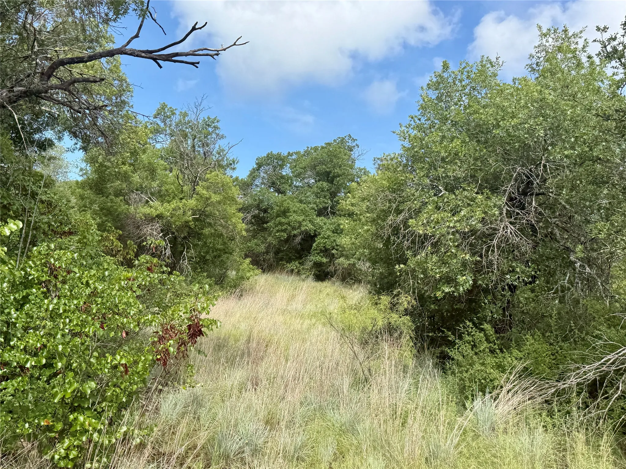Unimproved Land For Sale in Coleman County , 1315 County Road 419, Coleman, Texas 76834, 0, 0, Garage spaces, 0 Sqft, built in 0, Price $125,000, mls#21324163, Real Estate Agent in Coleman, Homes For Sale in Coleman county, Homes For Sale in Coleman, Realtor in Coleman Texas, Real Estate Brokerage Independent Realty Texas, Luminita Cordes Realtor