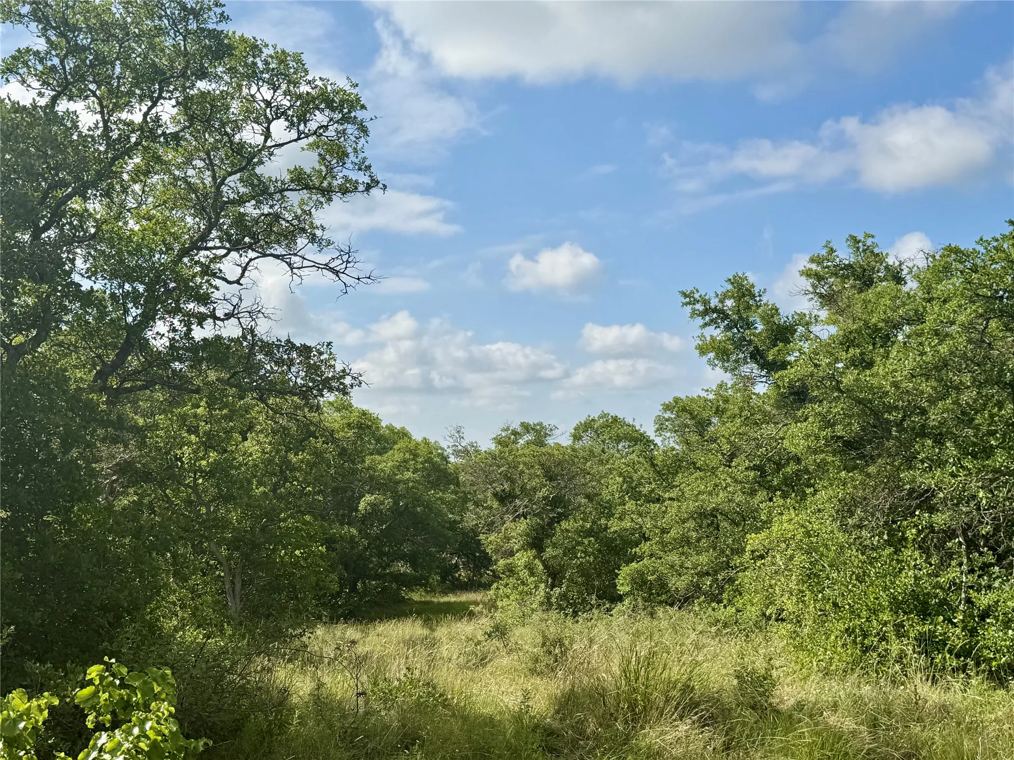 Unimproved Land For Sale in Coleman County , 1315 County Road 419, Coleman, Texas 76834, 0, 0, Garage spaces, 0 Sqft, built in 0, Price $125,000, mls#21324163, Real Estate Agent in Coleman, Homes For Sale in Coleman county, Homes For Sale in Coleman, Realtor in Coleman Texas, Real Estate Brokerage Independent Realty Texas, Luminita Cordes Realtor