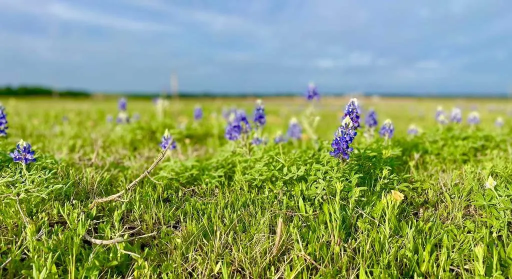 Farm For Sale in Mc Lennan County , 4554 Eddy Gatesville Parkway, Moody, Texas 76557, 1 Bedroom, 1 Bathroom, Garage spaces, 572 Sqft, built in 2003, mls#21317095, Real Estate Agent in Moody, Homes For Sale in Mc Lennan county, Homes For Sale in Moody, Realtor in Moody Texas, Real Estate Brokerage Independent Realty Texas, Luminita Cordes Realtor