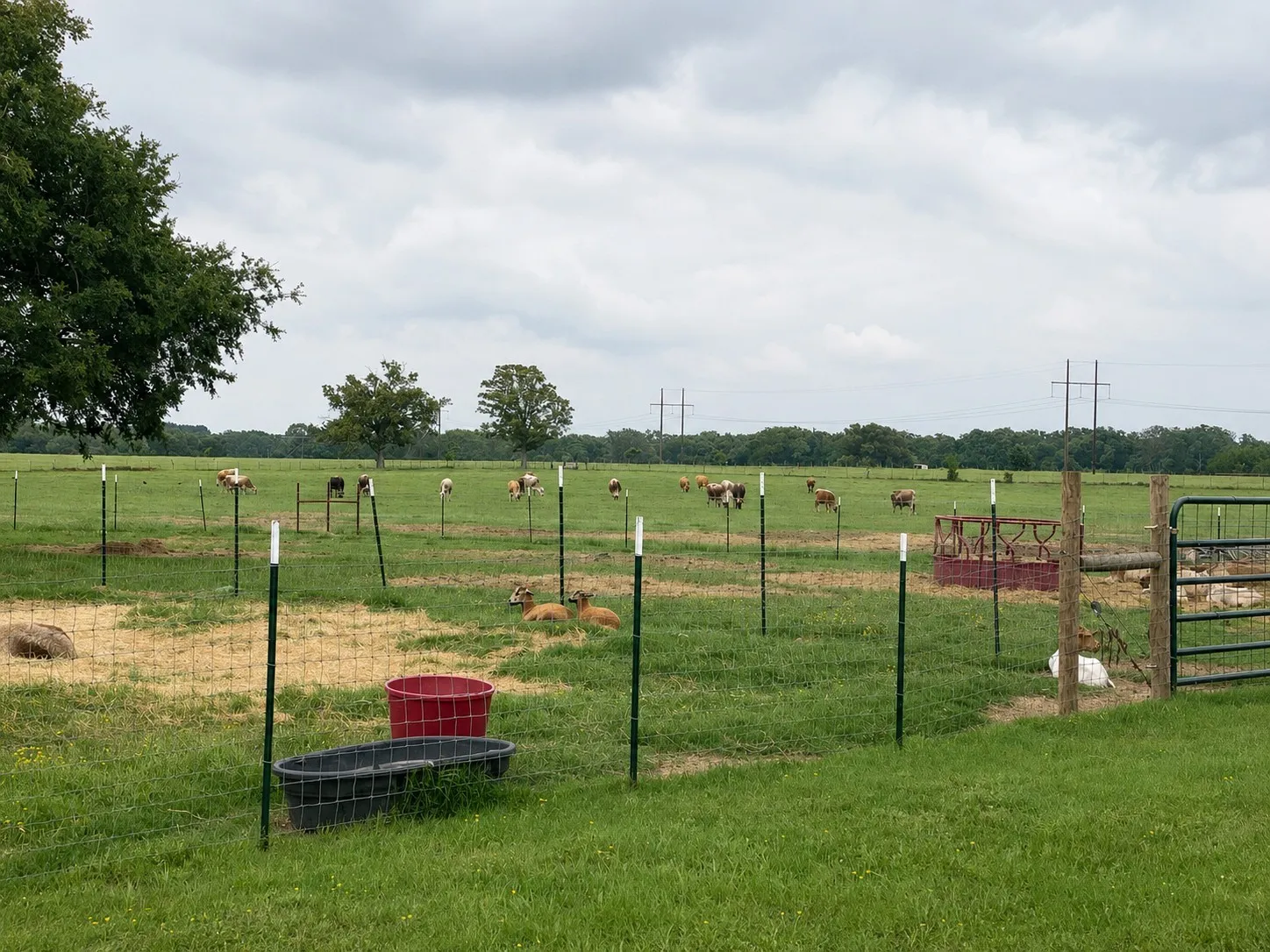 Farm For Sale in Rains County , 1143 RS County Road 2300, Emory, Texas 75440, 4 Bedroom, 3 Bathroom, 2 Garage spaces, 2,362 Sqft, built in 2000, mls#21324103, Real Estate Agent in Emory, Homes For Sale in Rains county, Homes For Sale in Emory, Realtor in Emory Texas, Real Estate Brokerage Independent Realty Texas, Luminita Cordes Realtor