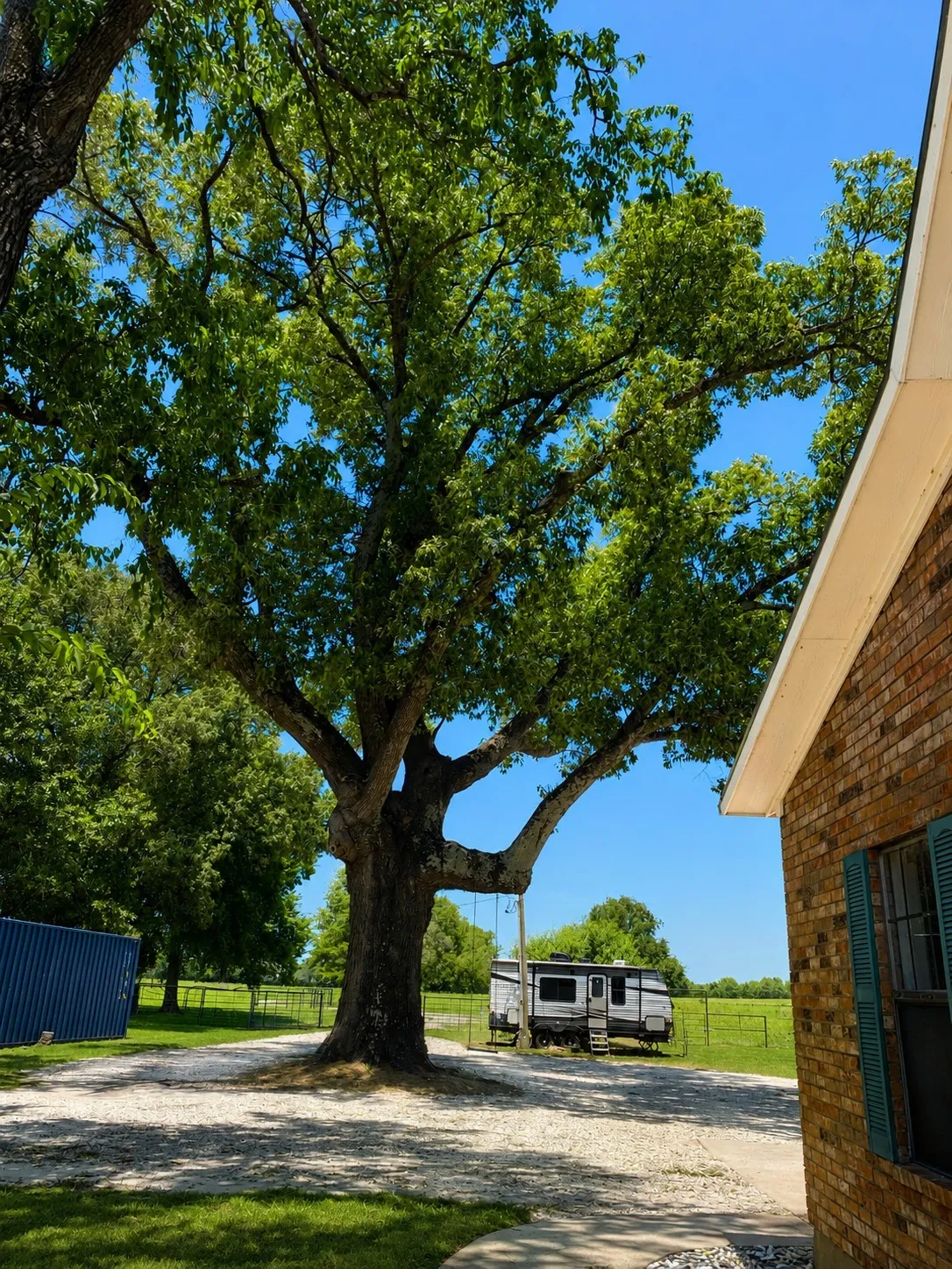 1 Of 3 Large Pecan Trees