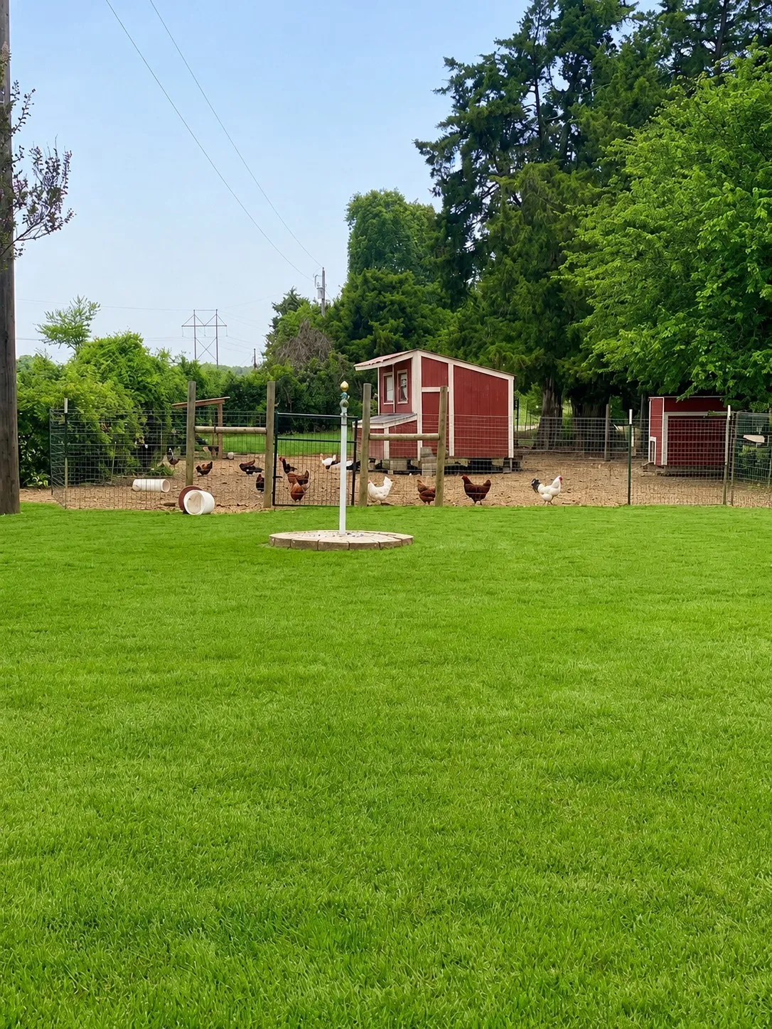 Chicken Coop