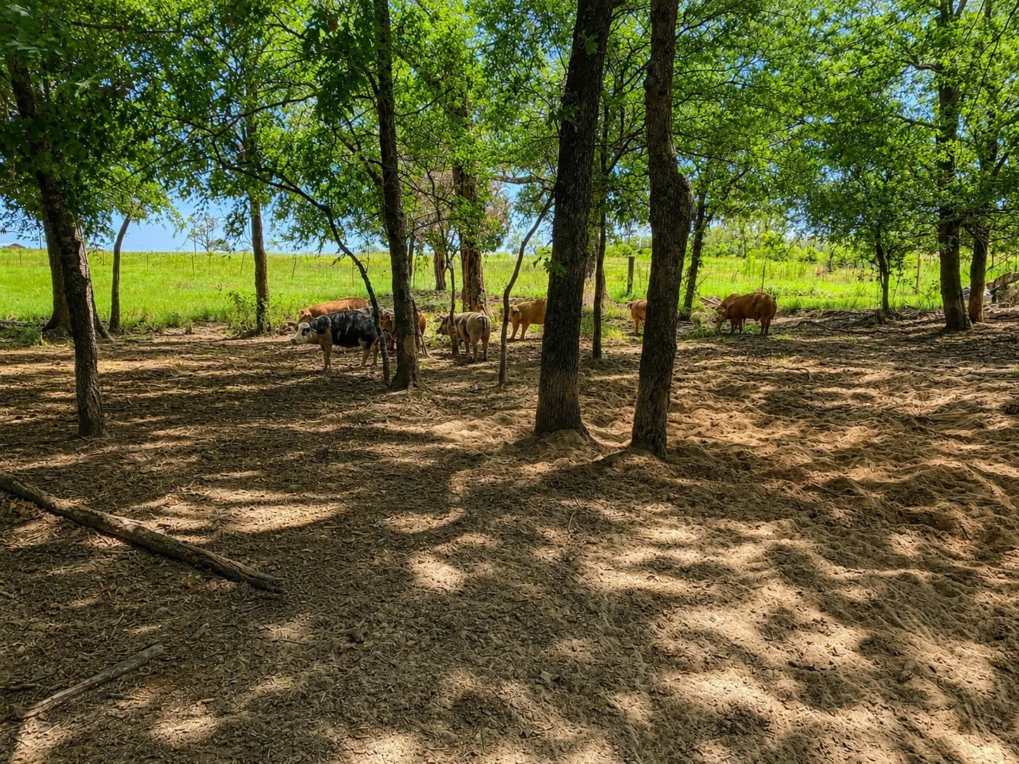 Farm For Sale in Rains County , 1143 RS County Road 2300, Emory, Texas 75440, 4 Bedroom, 3 Bathroom, 2 Garage spaces, 2,362 Sqft, built in 2000, mls#21324103, Real Estate Agent in Emory, Homes For Sale in Rains county, Homes For Sale in Emory, Realtor in Emory Texas, Real Estate Brokerage Independent Realty Texas, Luminita Cordes Realtor