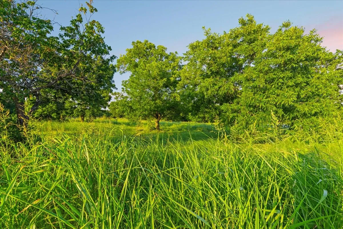 Lush green landscape featuring mature trees and verdant foliage