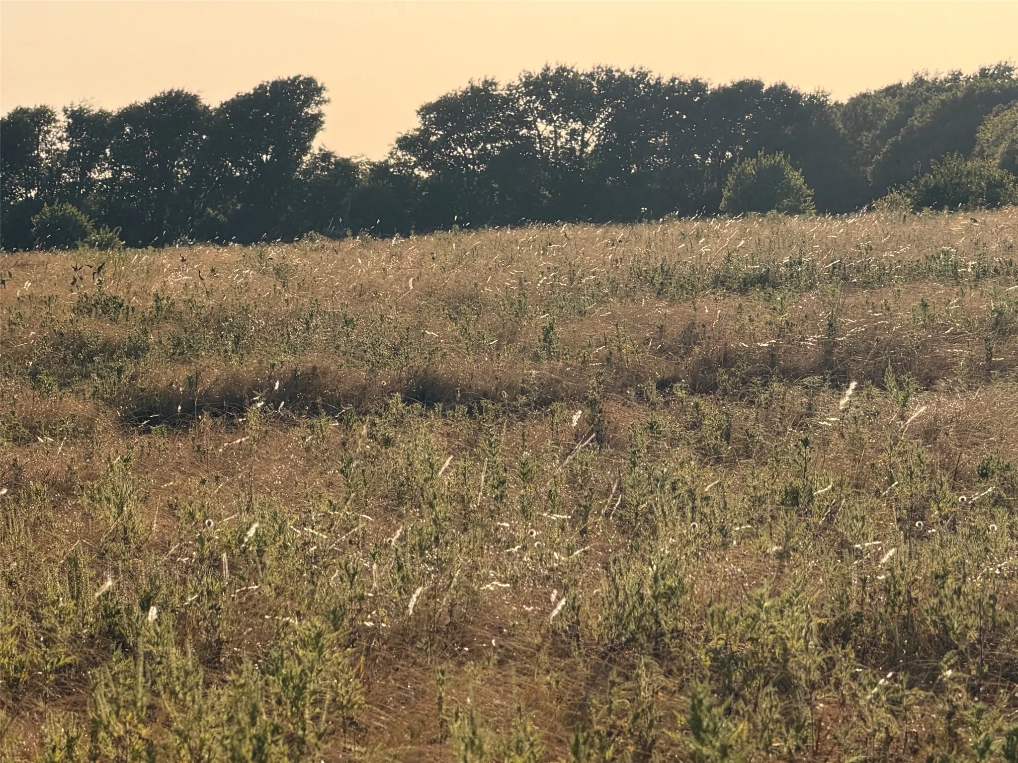 Unimproved Land For Sale in Denton County , TBD N Hickory Rd, Krum, Texas 76249, 0, 0, Garage spaces, 0 Sqft, built in 0, mls#21324511, Real Estate Agent in Krum, Homes For Sale in Denton county, Homes For Sale in Krum, Realtor in Krum Texas, Real Estate Brokerage Independent Realty Texas, Luminita Cordes Realtor