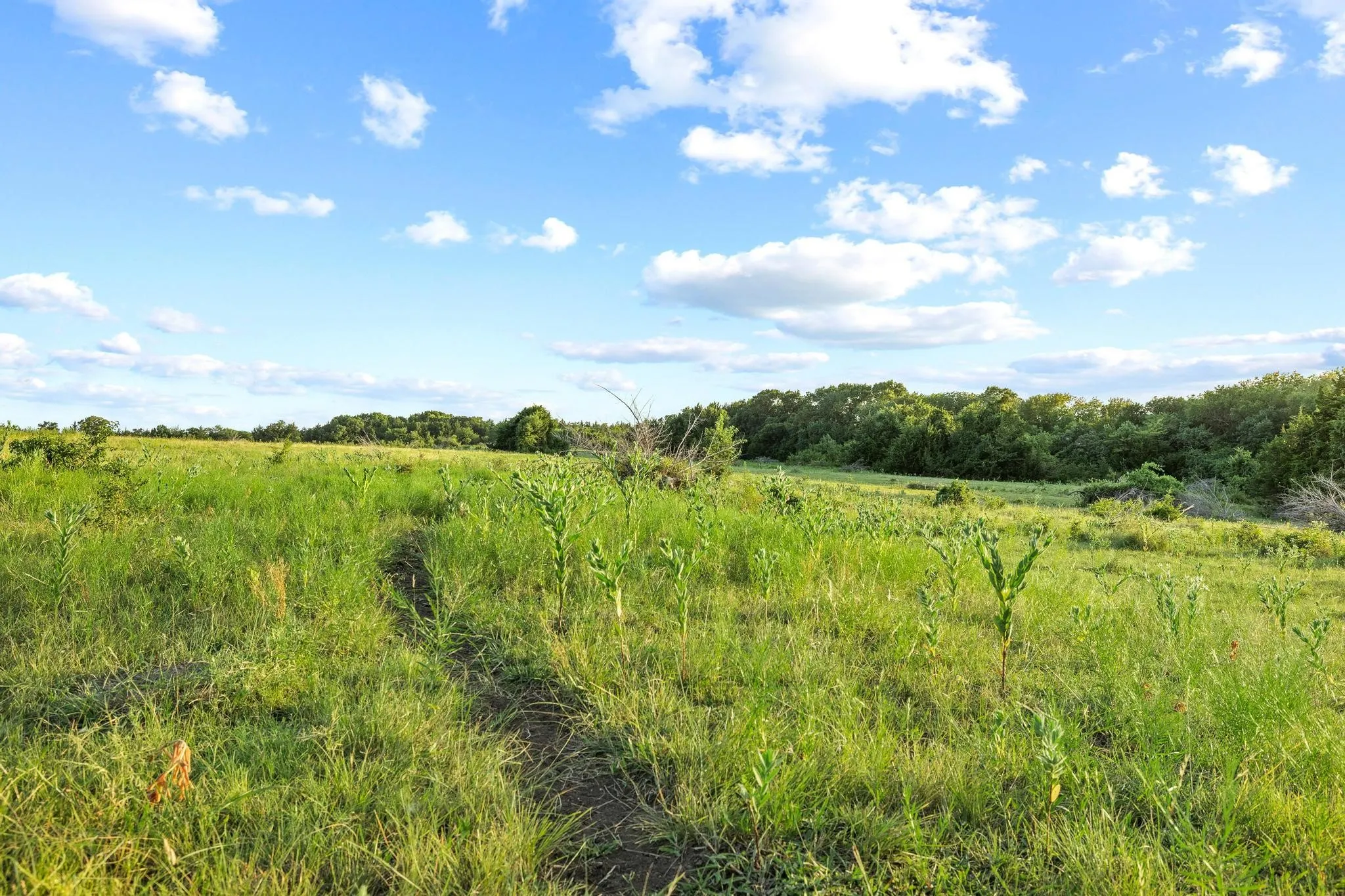 Unimproved Land For Sale in Grayson County , TBD Bethany Road, Sherman, Texas 75090, 0, 0, Garage spaces, 0 Sqft, built in 0, mls#21324544, Real Estate Agent in Sherman, Homes For Sale in Grayson county, Homes For Sale in Sherman, Realtor in Sherman Texas, Real Estate Brokerage Independent Realty Texas, Luminita Cordes Realtor