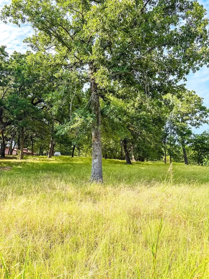 Unimproved Land For Sale in Navarro County , 14216 Clark Drive, Streetman, Texas 75859, 0, 0, Garage spaces, 0 Sqft, built in 0, Price $85,000, mls#21324594, Real Estate Agent in Streetman, Homes For Sale in Navarro county, Homes For Sale in Streetman, Realtor in Streetman Texas, Real Estate Brokerage Independent Realty Texas, Luminita Cordes Realtor