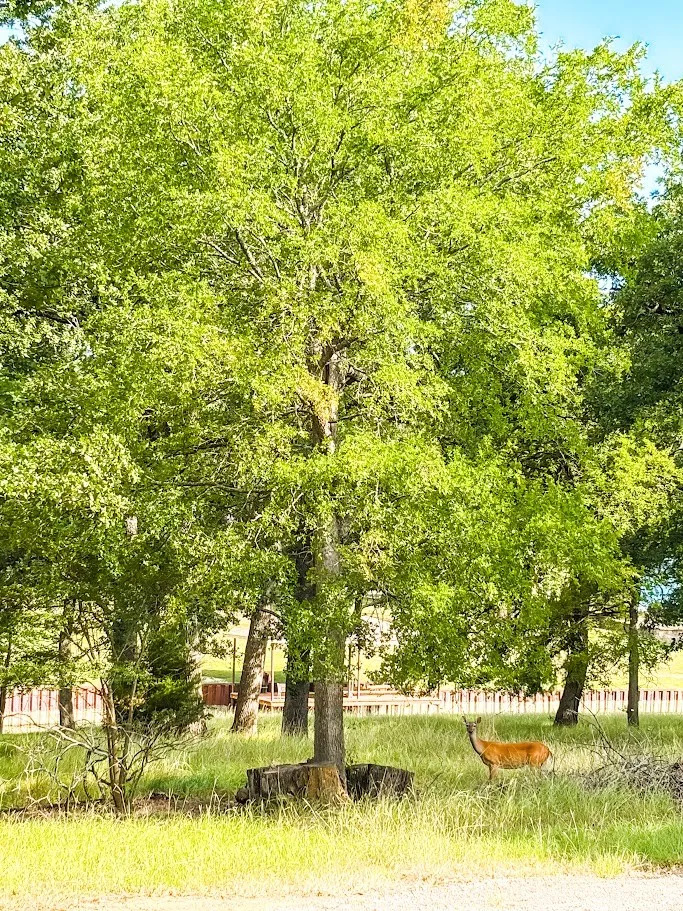Unimproved Land For Sale in Navarro County , 14216 Clark Drive, Streetman, Texas 75859, 0, 0, Garage spaces, 0 Sqft, built in 0, Price $85,000, mls#21324594, Real Estate Agent in Streetman, Homes For Sale in Navarro county, Homes For Sale in Streetman, Realtor in Streetman Texas, Real Estate Brokerage Independent Realty Texas, Luminita Cordes Realtor