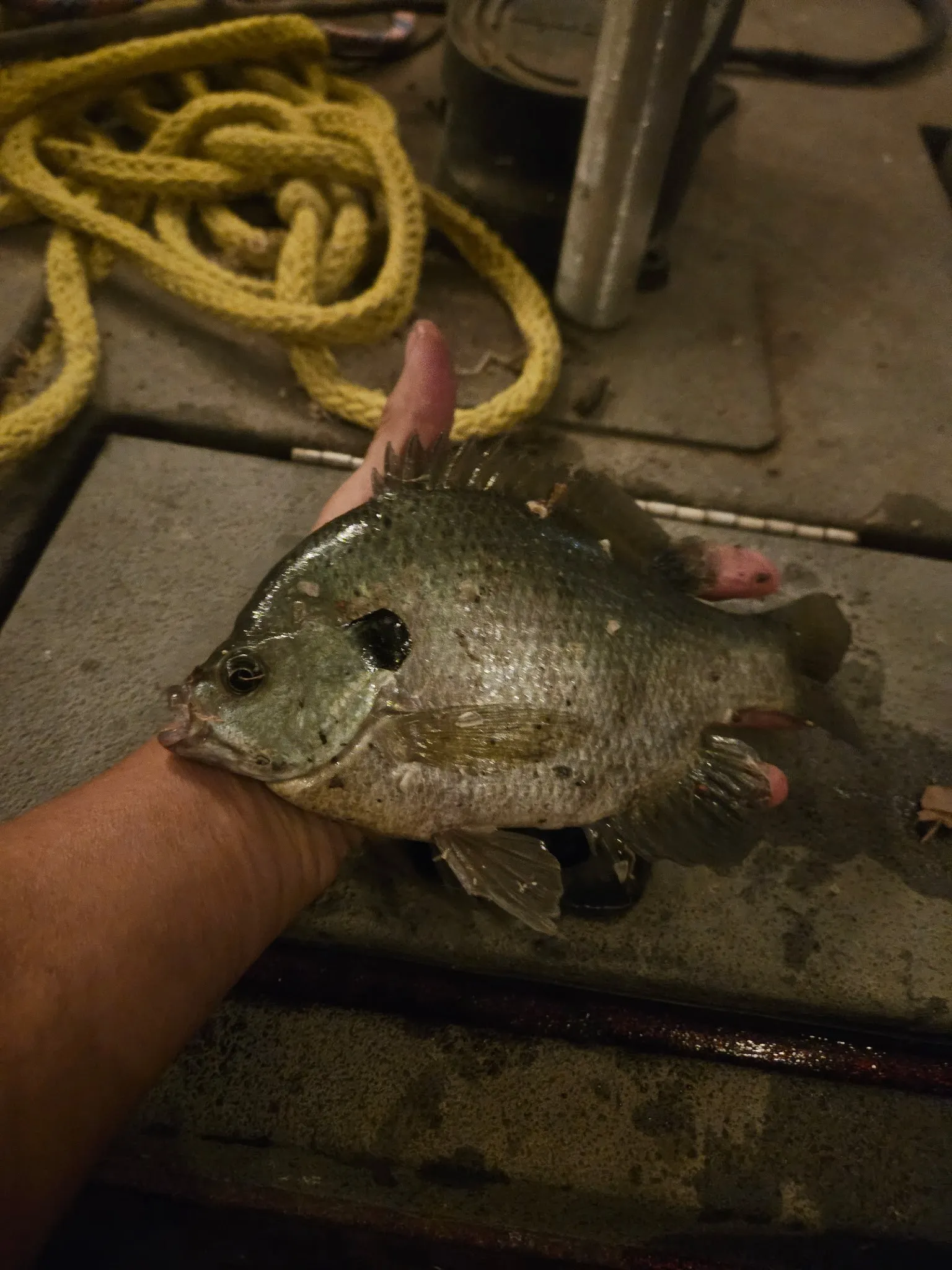 Another fish caught from Lake Vilbig.