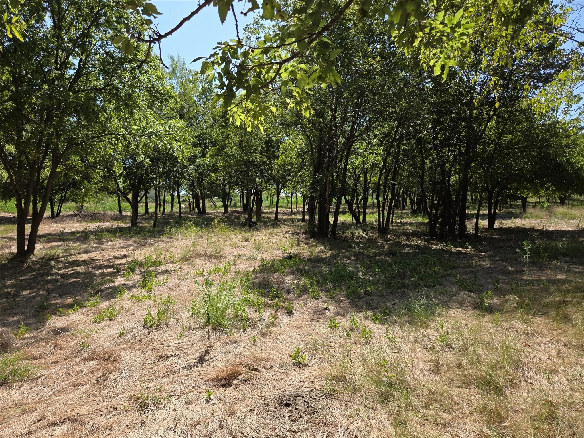 Established trees along the property provide privacy, wildlife habitat, and a beautiful natural backdrop.