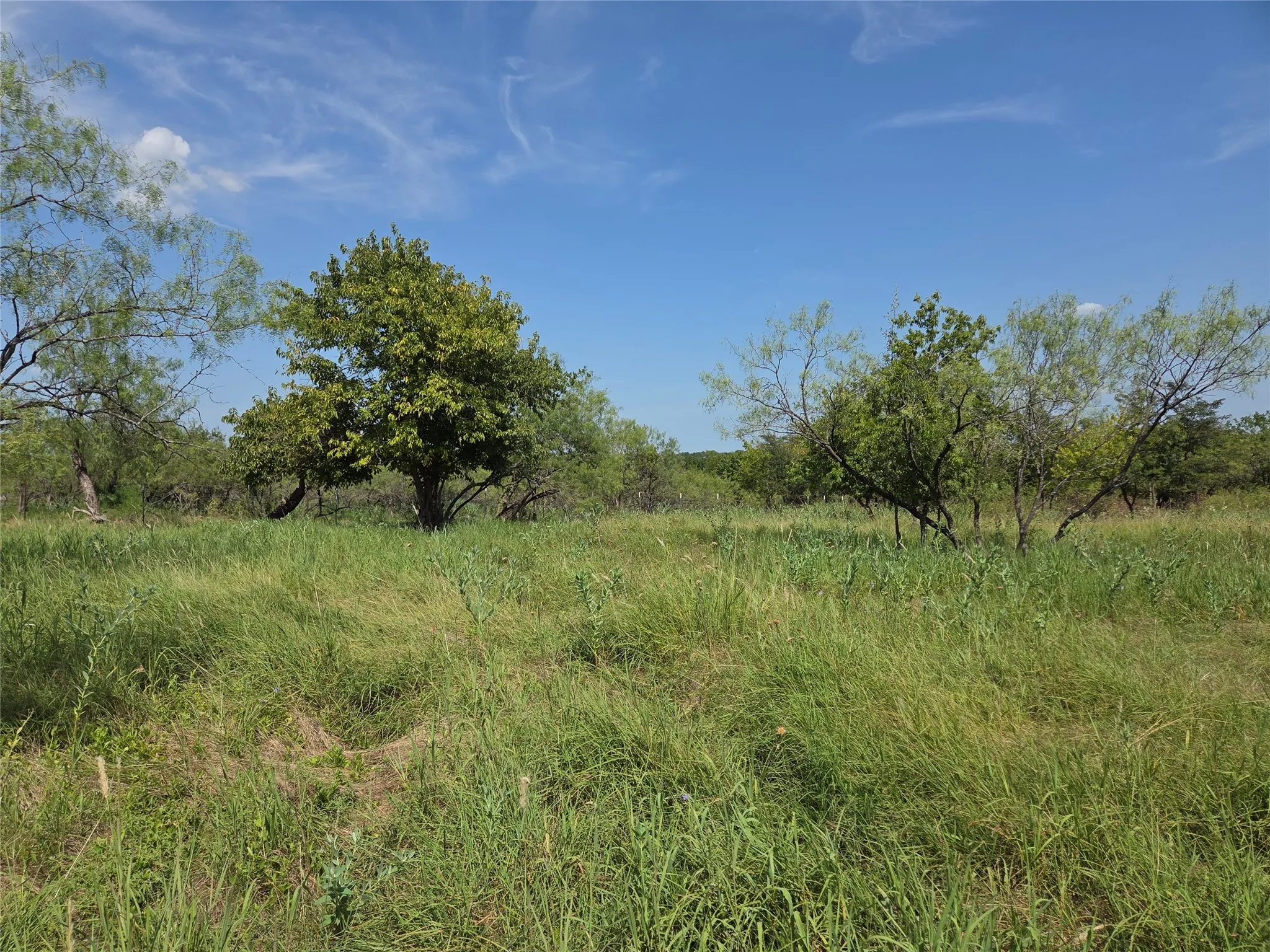 A beautiful blend of native grasses and scattered trees creates a peaceful backdrop for your future country lifestyle.