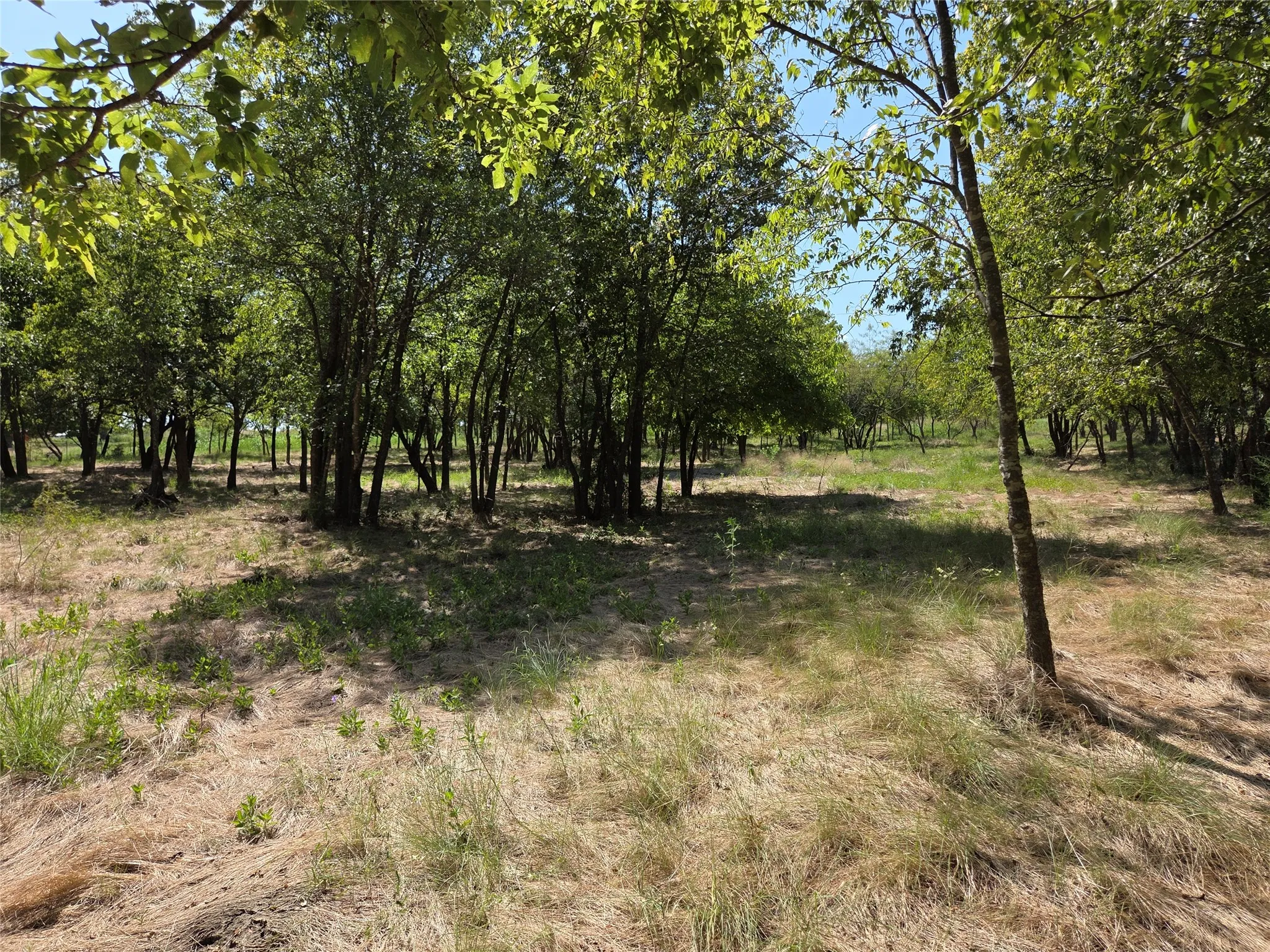 A beautiful mature shade tree adds character and creates a welcoming focal point for a future country homesite.