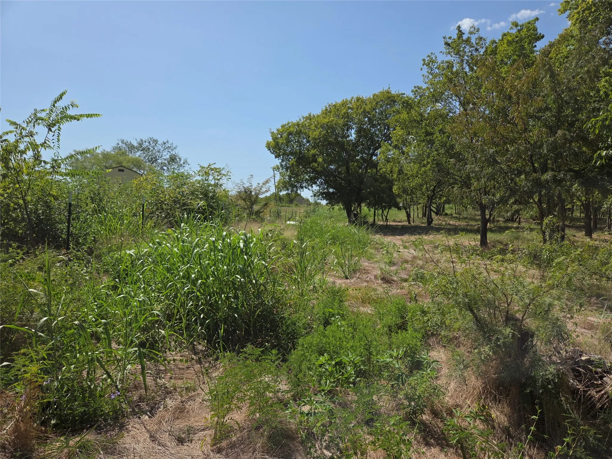 A natural mix of grasses and established trees creates an ideal setting for outdoor living, recreation, or livestock.