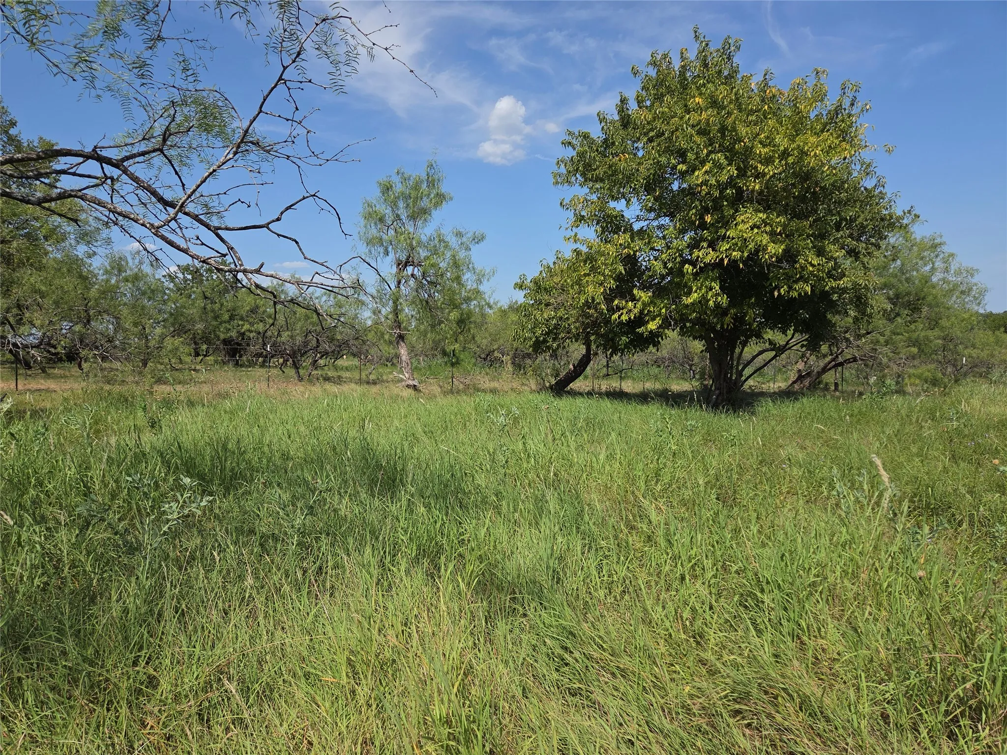 Native grasses and open clearings provide flexibility for a custom home, shop, garden, or outdoor recreation.
