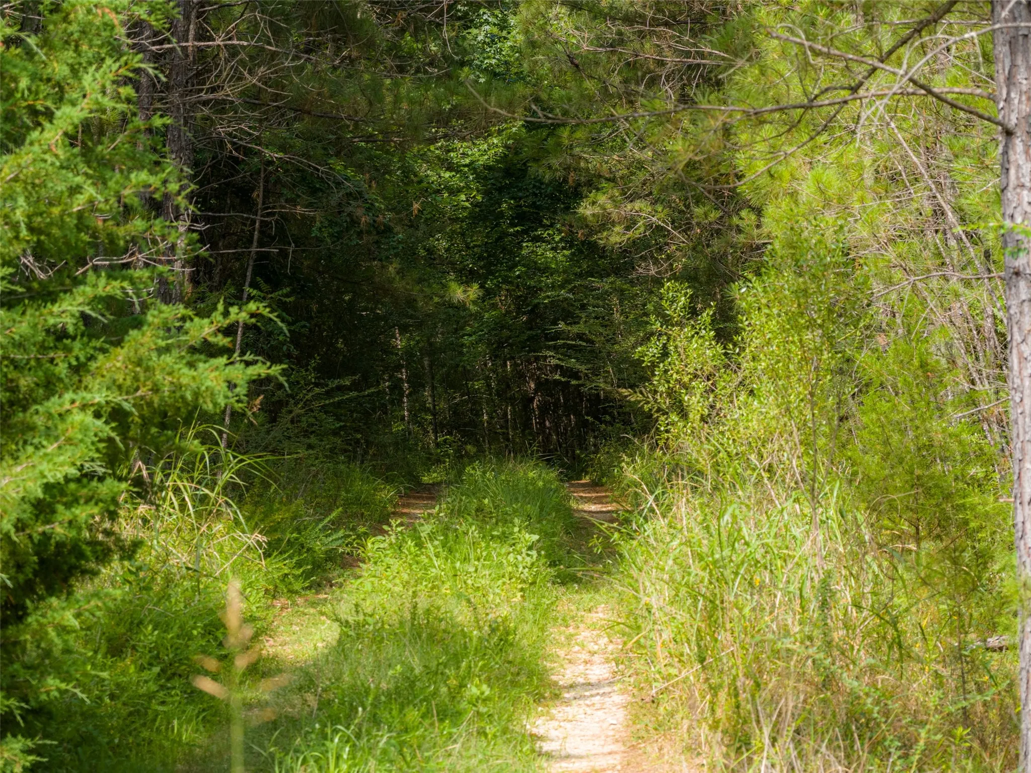 Unimproved Land For Sale in Rusk County , 00 County Road 4117, Overton, Texas 75684, 0, 0, Garage spaces, 0 Sqft, built in 0, mls#21324837, Real Estate Agent in Overton, Homes For Sale in Rusk county, Homes For Sale in Overton, Realtor in Overton Texas, Real Estate Brokerage Independent Realty Texas, Luminita Cordes Realtor