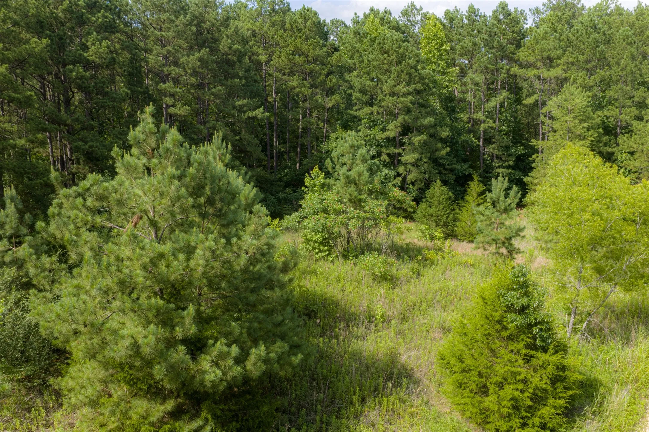 Unimproved Land For Sale in Rusk County , 00 County Road 4117, Overton, Texas 75684, 0, 0, Garage spaces, 0 Sqft, built in 0, mls#21324837, Real Estate Agent in Overton, Homes For Sale in Rusk county, Homes For Sale in Overton, Realtor in Overton Texas, Real Estate Brokerage Independent Realty Texas, Luminita Cordes Realtor