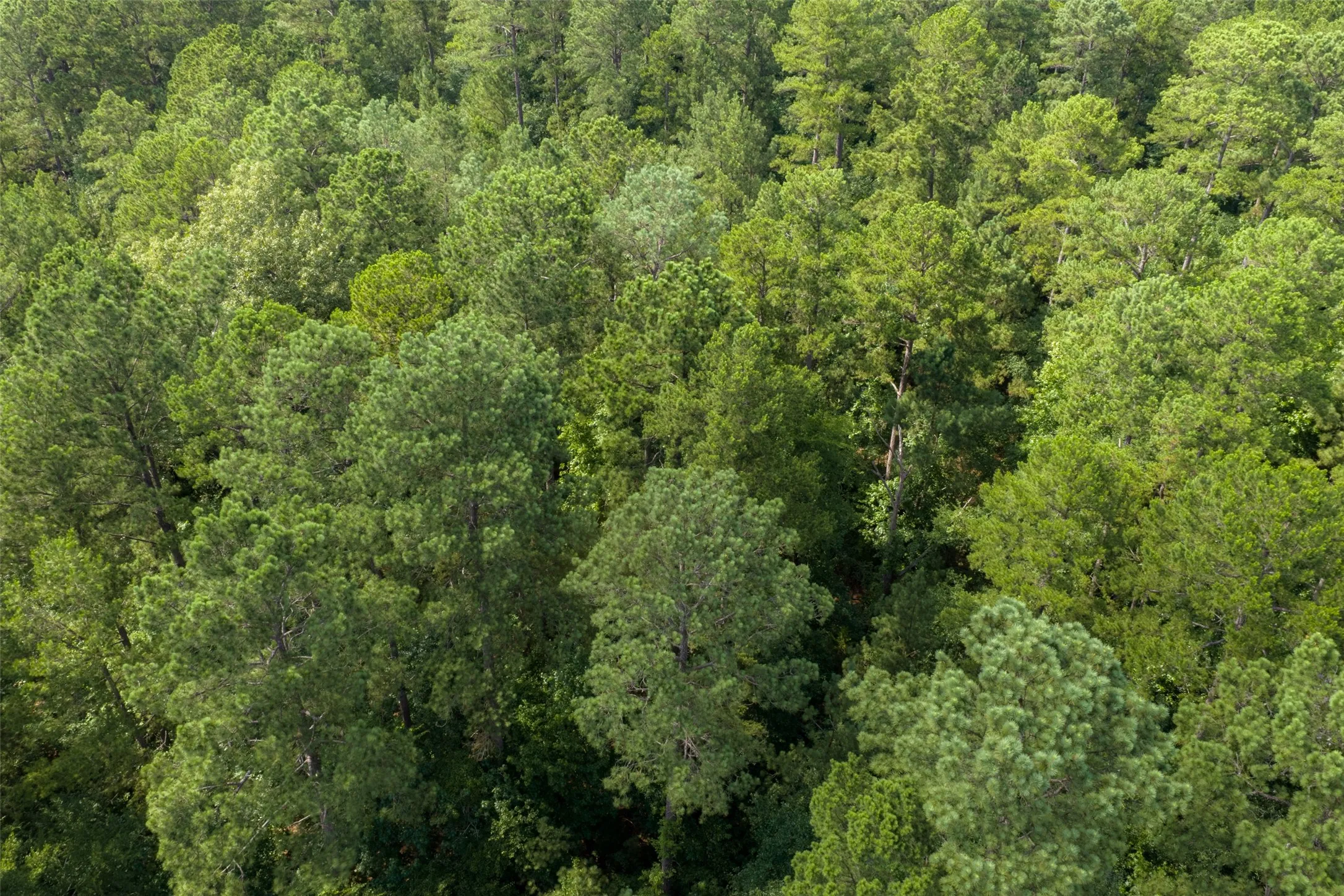 Unimproved Land For Sale in Rusk County , 00 County Road 4117, Overton, Texas 75684, 0, 0, Garage spaces, 0 Sqft, built in 0, mls#21324837, Real Estate Agent in Overton, Homes For Sale in Rusk county, Homes For Sale in Overton, Realtor in Overton Texas, Real Estate Brokerage Independent Realty Texas, Luminita Cordes Realtor