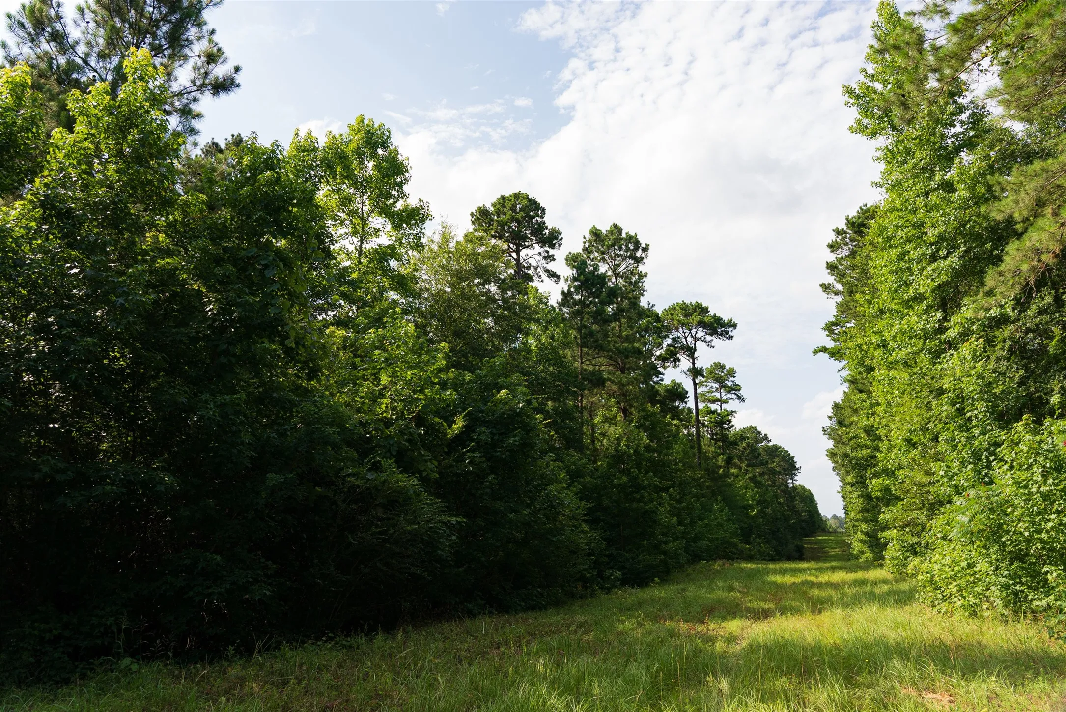 Unimproved Land For Sale in Rusk County , 00 County Road 4117, Overton, Texas 75684, 0, 0, Garage spaces, 0 Sqft, built in 0, mls#21324837, Real Estate Agent in Overton, Homes For Sale in Rusk county, Homes For Sale in Overton, Realtor in Overton Texas, Real Estate Brokerage Independent Realty Texas, Luminita Cordes Realtor