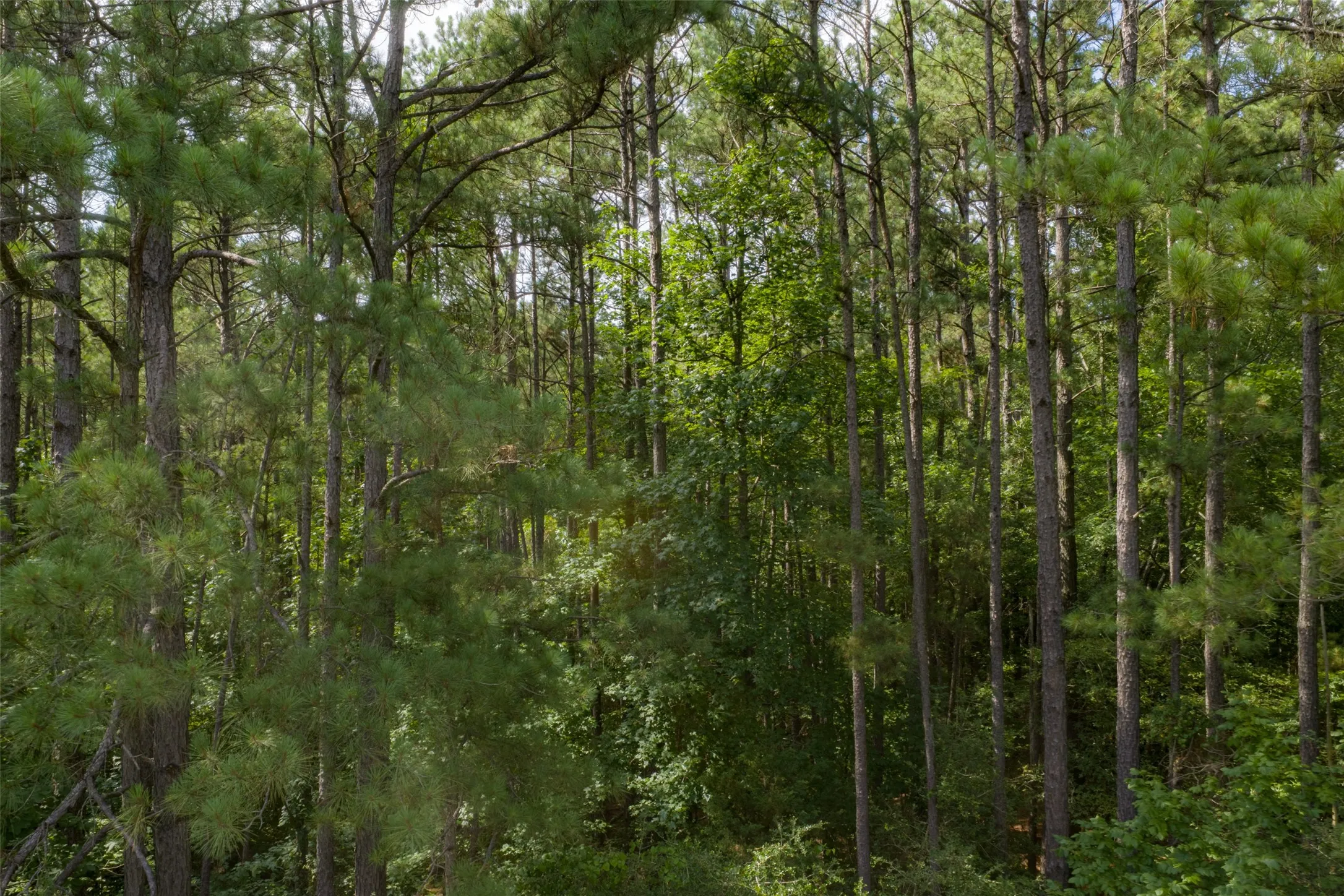 Unimproved Land For Sale in Rusk County , 00 County Road 4117, Overton, Texas 75684, 0, 0, Garage spaces, 0 Sqft, built in 0, mls#21324837, Real Estate Agent in Overton, Homes For Sale in Rusk county, Homes For Sale in Overton, Realtor in Overton Texas, Real Estate Brokerage Independent Realty Texas, Luminita Cordes Realtor