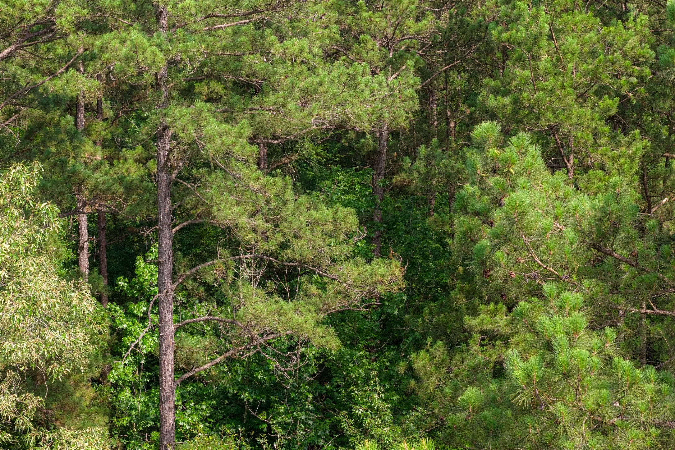 Unimproved Land For Sale in Rusk County , 00 County Road 4117, Overton, Texas 75684, 0, 0, Garage spaces, 0 Sqft, built in 0, mls#21324837, Real Estate Agent in Overton, Homes For Sale in Rusk county, Homes For Sale in Overton, Realtor in Overton Texas, Real Estate Brokerage Independent Realty Texas, Luminita Cordes Realtor