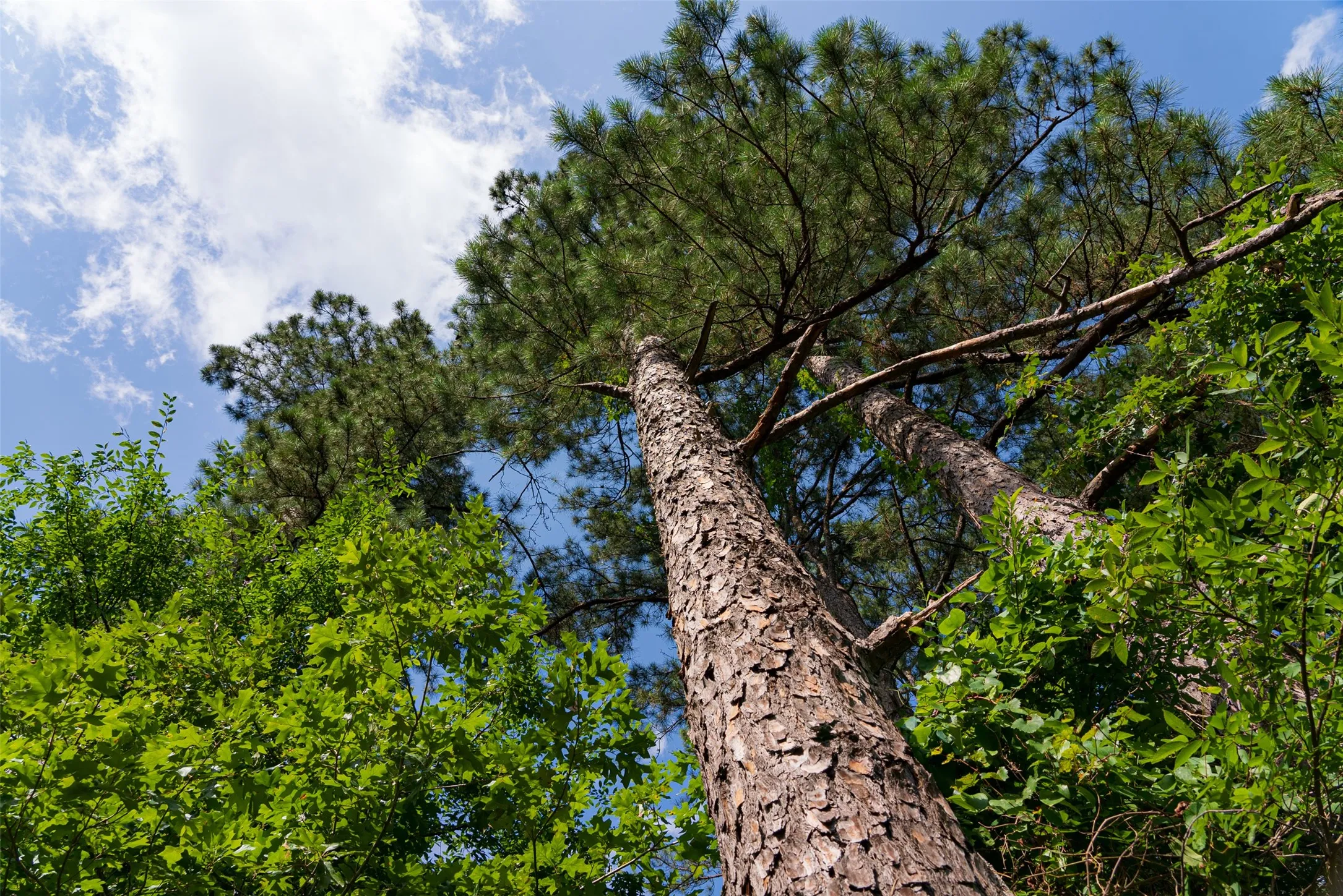 Unimproved Land For Sale in Rusk County , 00 County Road 4117, Overton, Texas 75684, 0, 0, Garage spaces, 0 Sqft, built in 0, mls#21324837, Real Estate Agent in Overton, Homes For Sale in Rusk county, Homes For Sale in Overton, Realtor in Overton Texas, Real Estate Brokerage Independent Realty Texas, Luminita Cordes Realtor