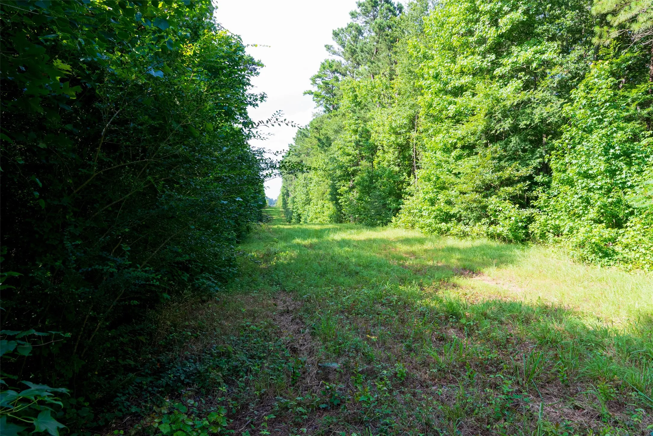 Unimproved Land For Sale in Rusk County , 00 County Road 4117, Overton, Texas 75684, 0, 0, Garage spaces, 0 Sqft, built in 0, mls#21324837, Real Estate Agent in Overton, Homes For Sale in Rusk county, Homes For Sale in Overton, Realtor in Overton Texas, Real Estate Brokerage Independent Realty Texas, Luminita Cordes Realtor