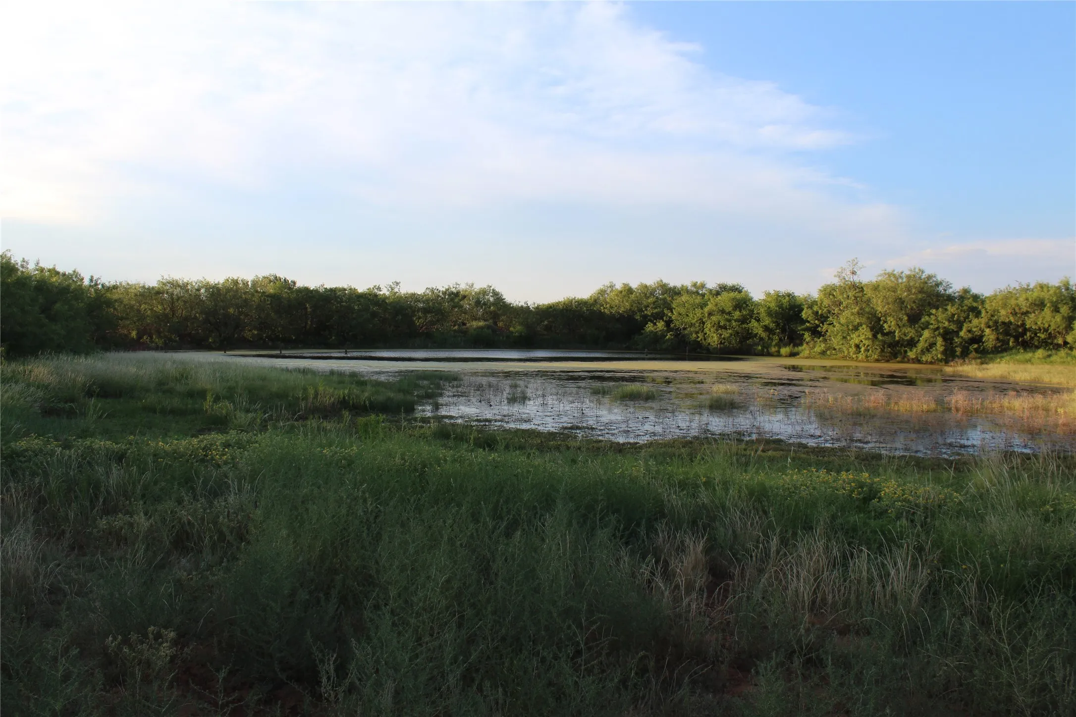 Ranch For Sale in Coke County , 144000 TX Hwy 208, Robert Lee, Texas 76945, 0, 0, Garage spaces, 0 Sqft, built in 0, Price $3,290,000, mls#21324860, Real Estate Agent in Robert Lee, Homes For Sale in Coke county, Homes For Sale in Robert Lee, Realtor in Robert Lee Texas, Real Estate Brokerage Independent Realty Texas, Luminita Cordes Realtor
