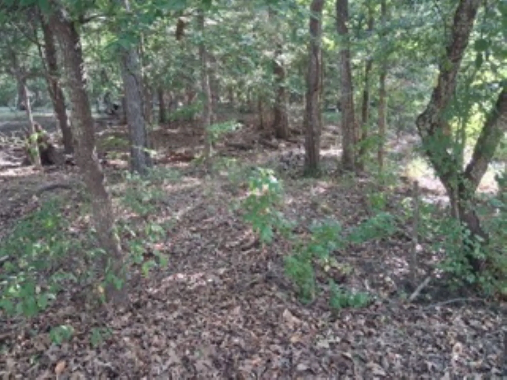 Nice level lot with variety of trees