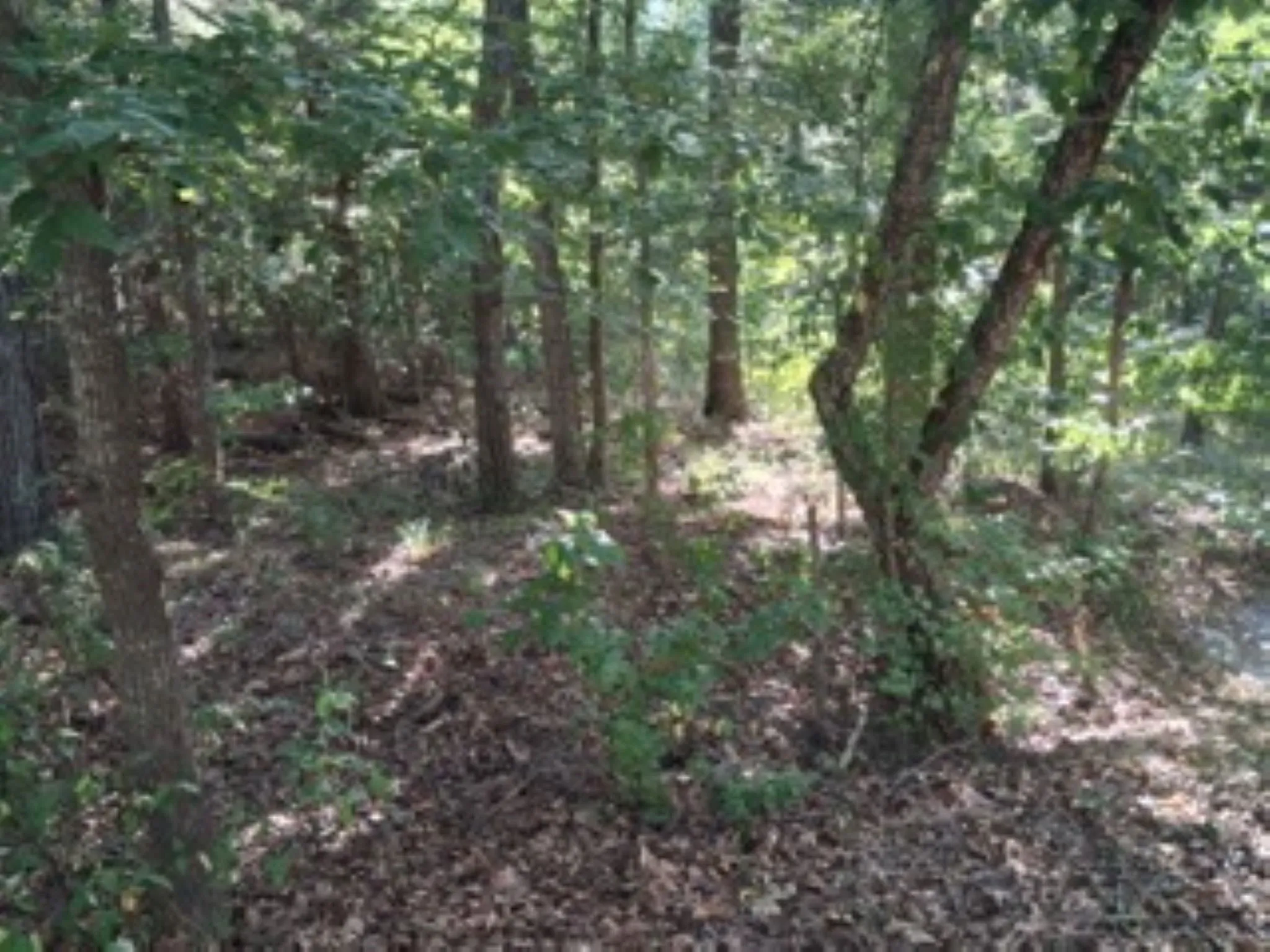 Another view of your future home site