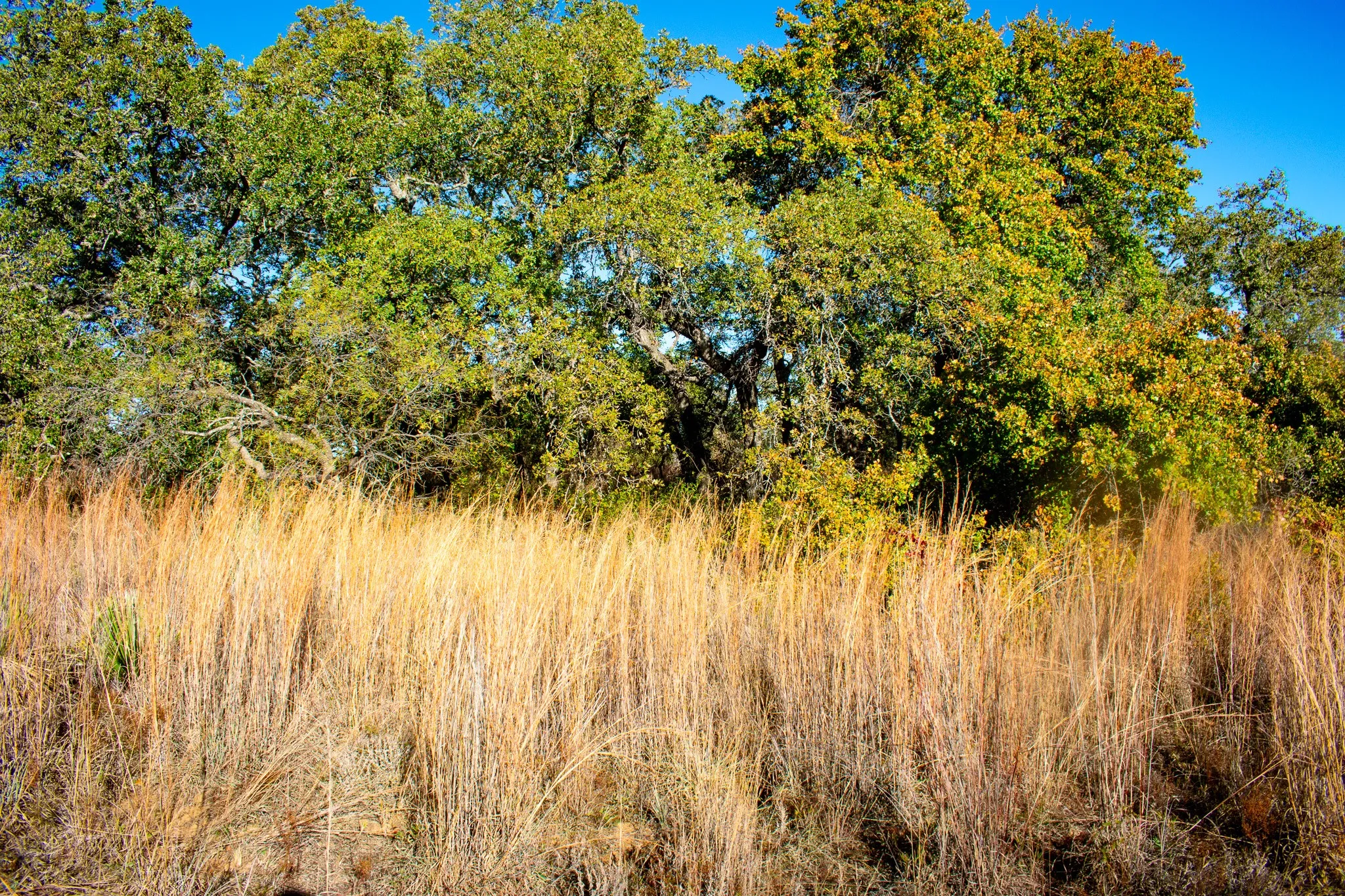 Unimproved Land For Sale in San Saba County , 3400 FM 45, San Saba, Texas 76877, 0, 0, Garage spaces, 0 Sqft, built in 0, Price $360,000, mls#21325079, Real Estate Agent in San Saba, Homes For Sale in San Saba county, Homes For Sale in San Saba, Realtor in San Saba Texas, Real Estate Brokerage Independent Realty Texas, Luminita Cordes Realtor